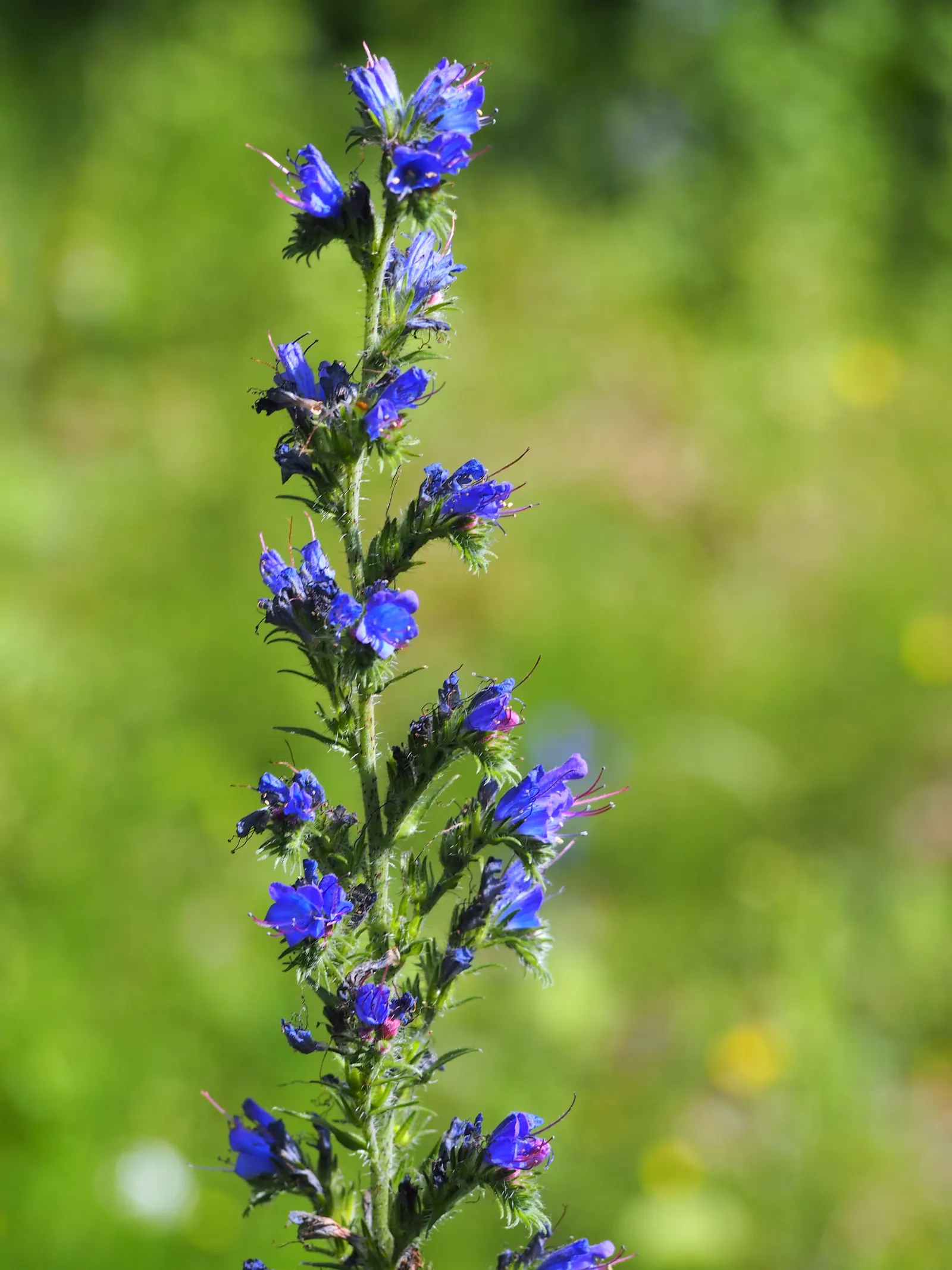 Blueweed (Echium Vulgare) — From late spring to early summer; blue flowers in the garden, image 119