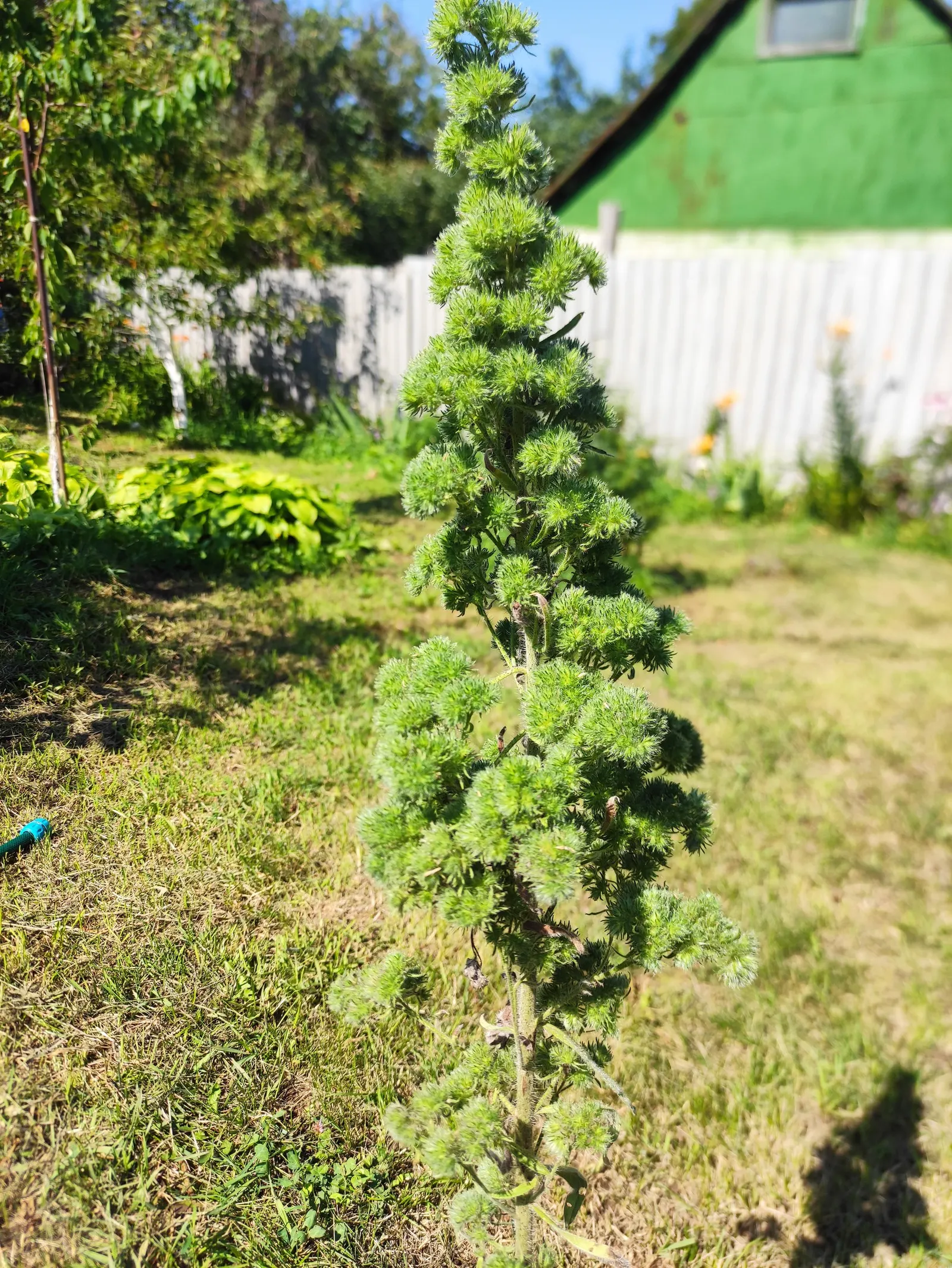 Blueweed (Echium Vulgare) — Thriving in USDA hardiness zones 3 through 8; scientifically termed Echium vulgare, image 87