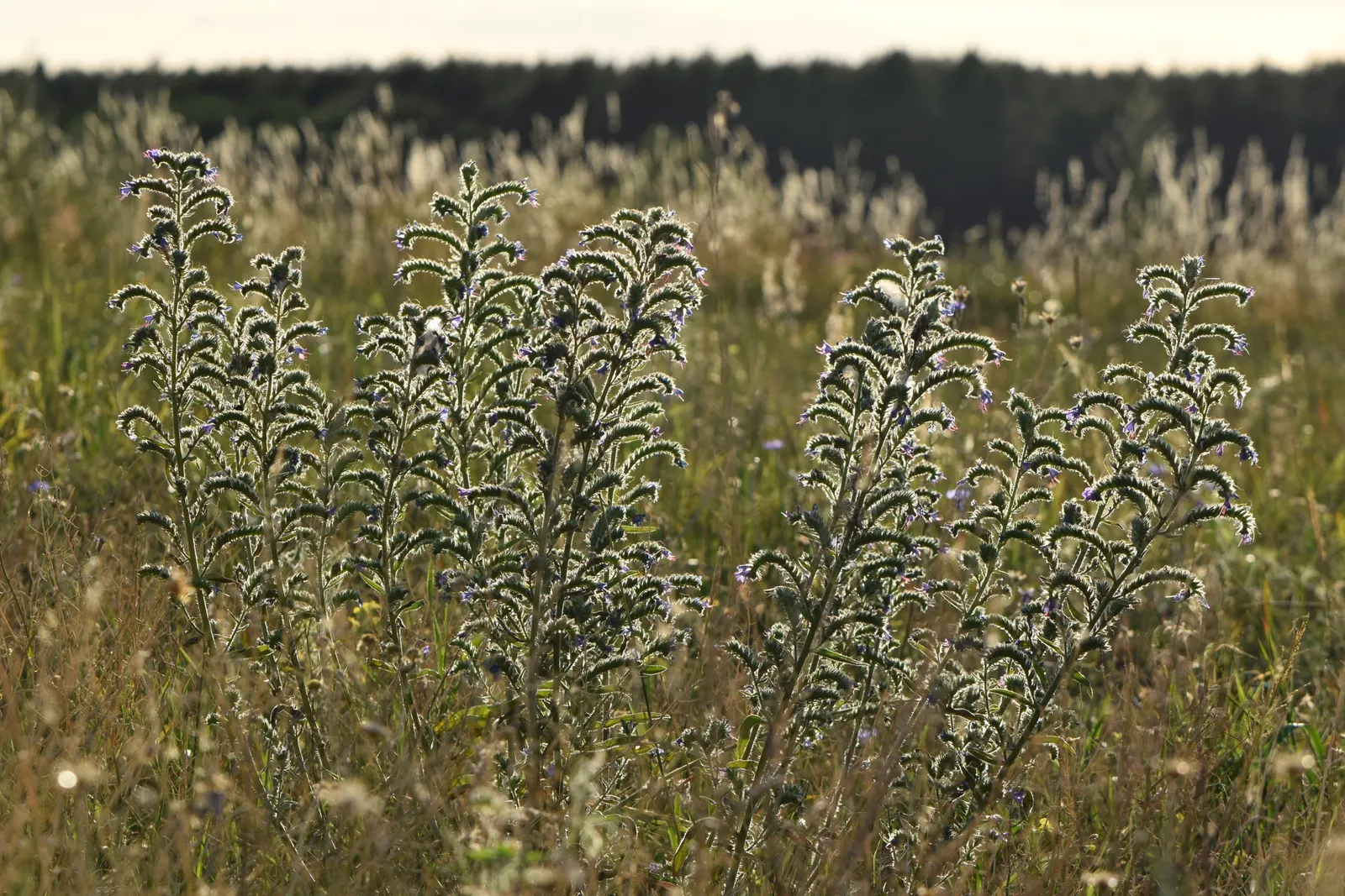 Blueweed (Echium Vulgare) — Blueweed thrives in full sun and well-drained soils, and is drought-tolerant