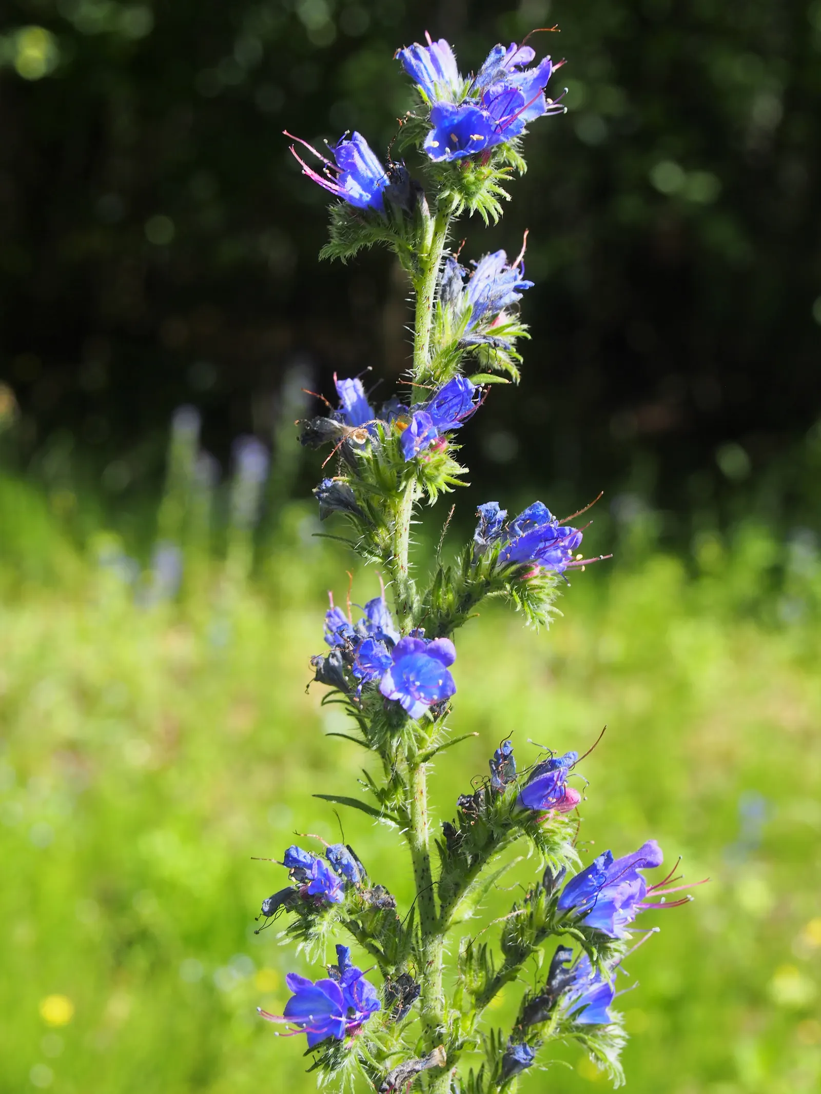 Blueweed (Echium Vulgare) — Handle with care, as the hairs can be irritating to the skin; it can also be utilized in wildflower meadows or, image 59