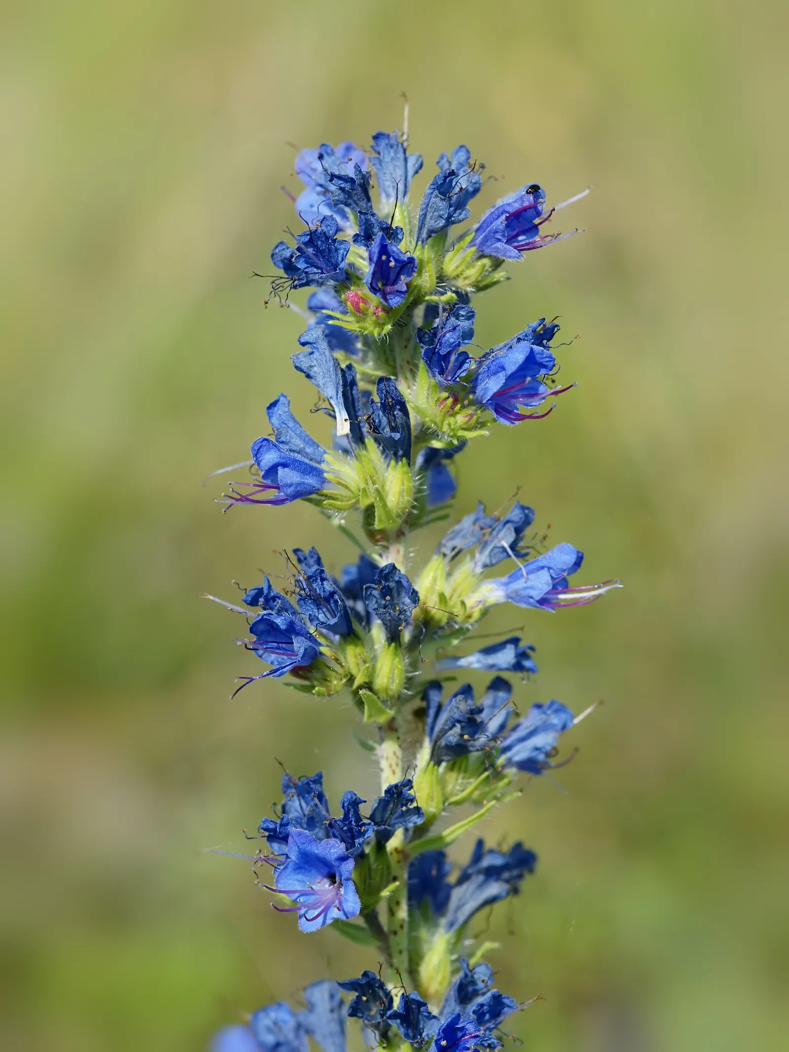 Blueweed (Echium Vulgare) — It can also be utilized in wildflower meadows or naturalized areas; handle with care, as the hairs can be irritating to the skin