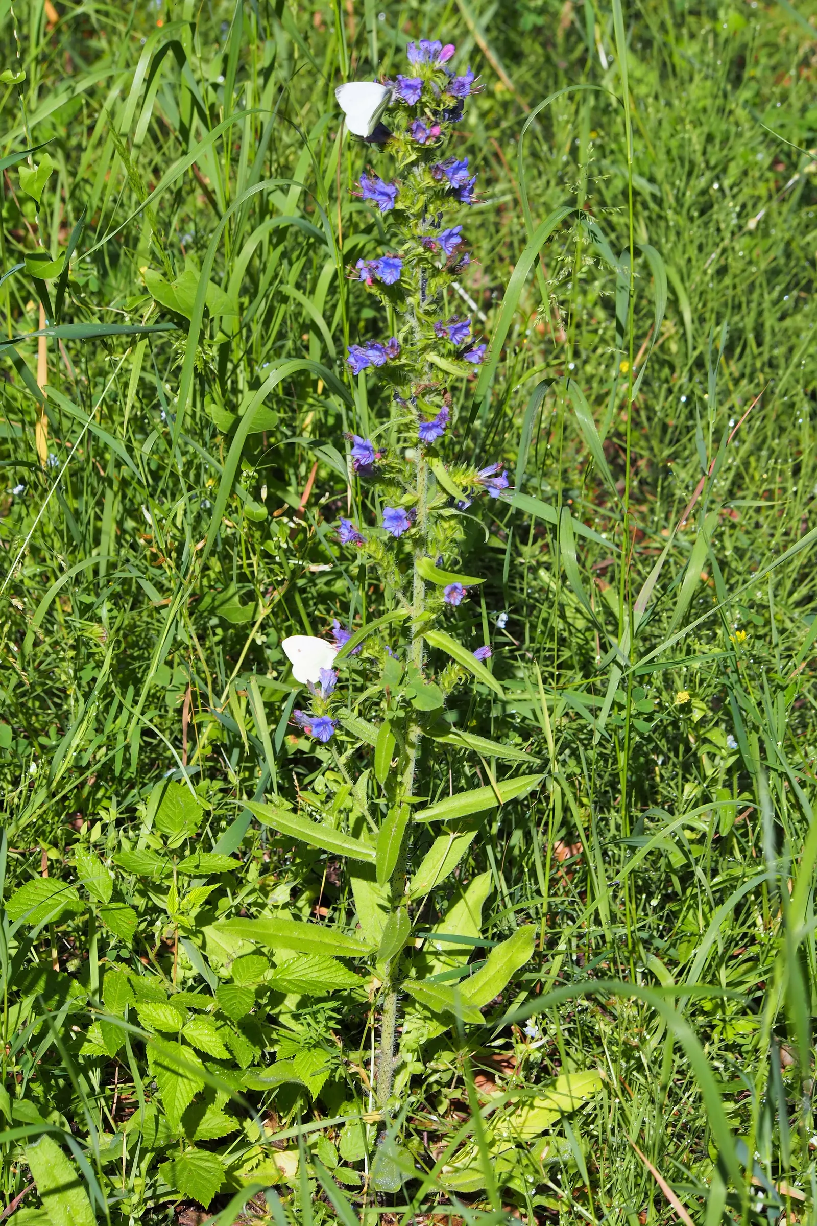 Blueweed (Echium Vulgare) — Handle with care, as the hairs can be irritating to the skin; it can also be utilized in wildflower meadows or, image 85