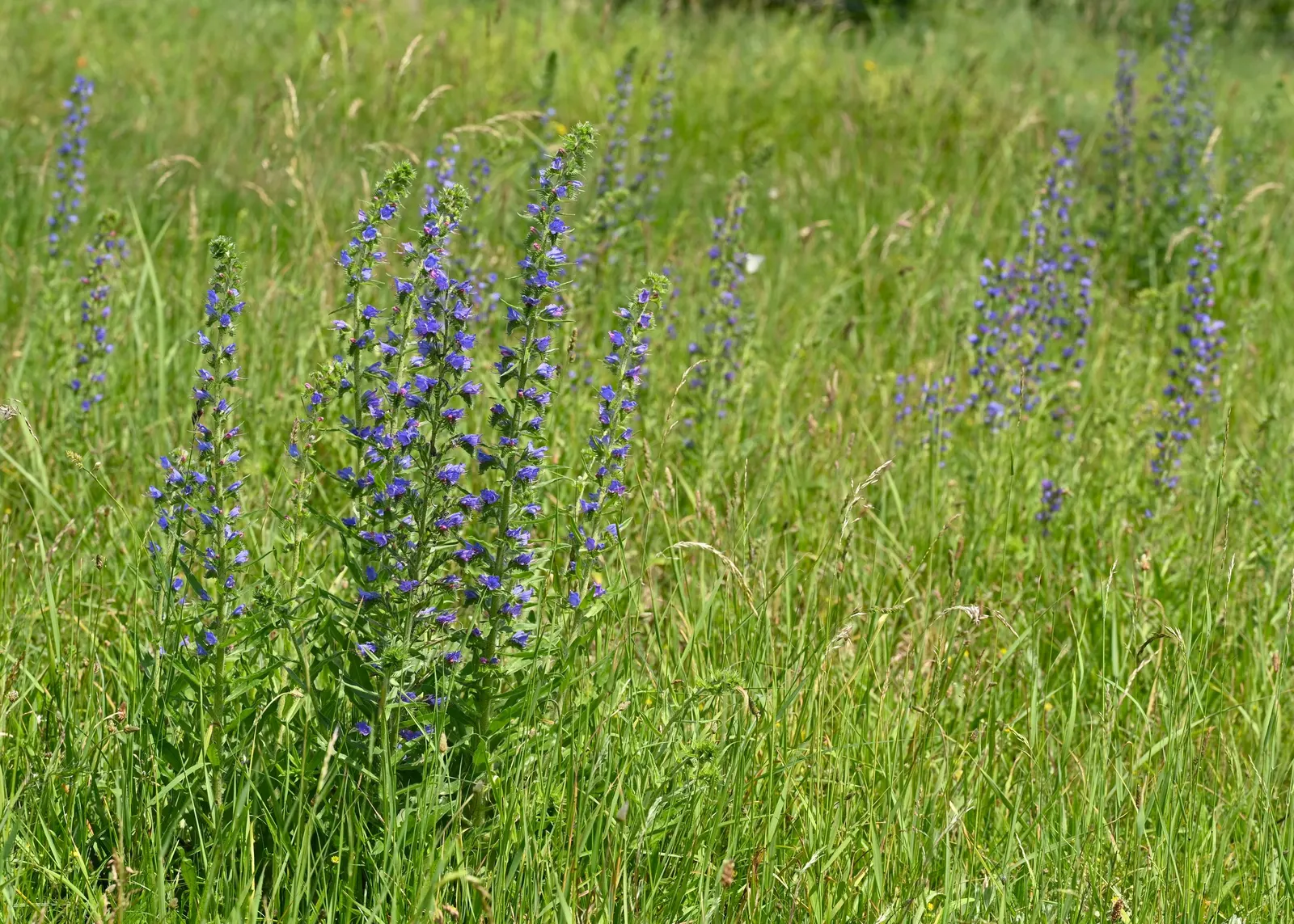 Blueweed (Echium Vulgare) — blue flowers in the garden; thriving in USDA hardiness zones 3 through 8, image 128