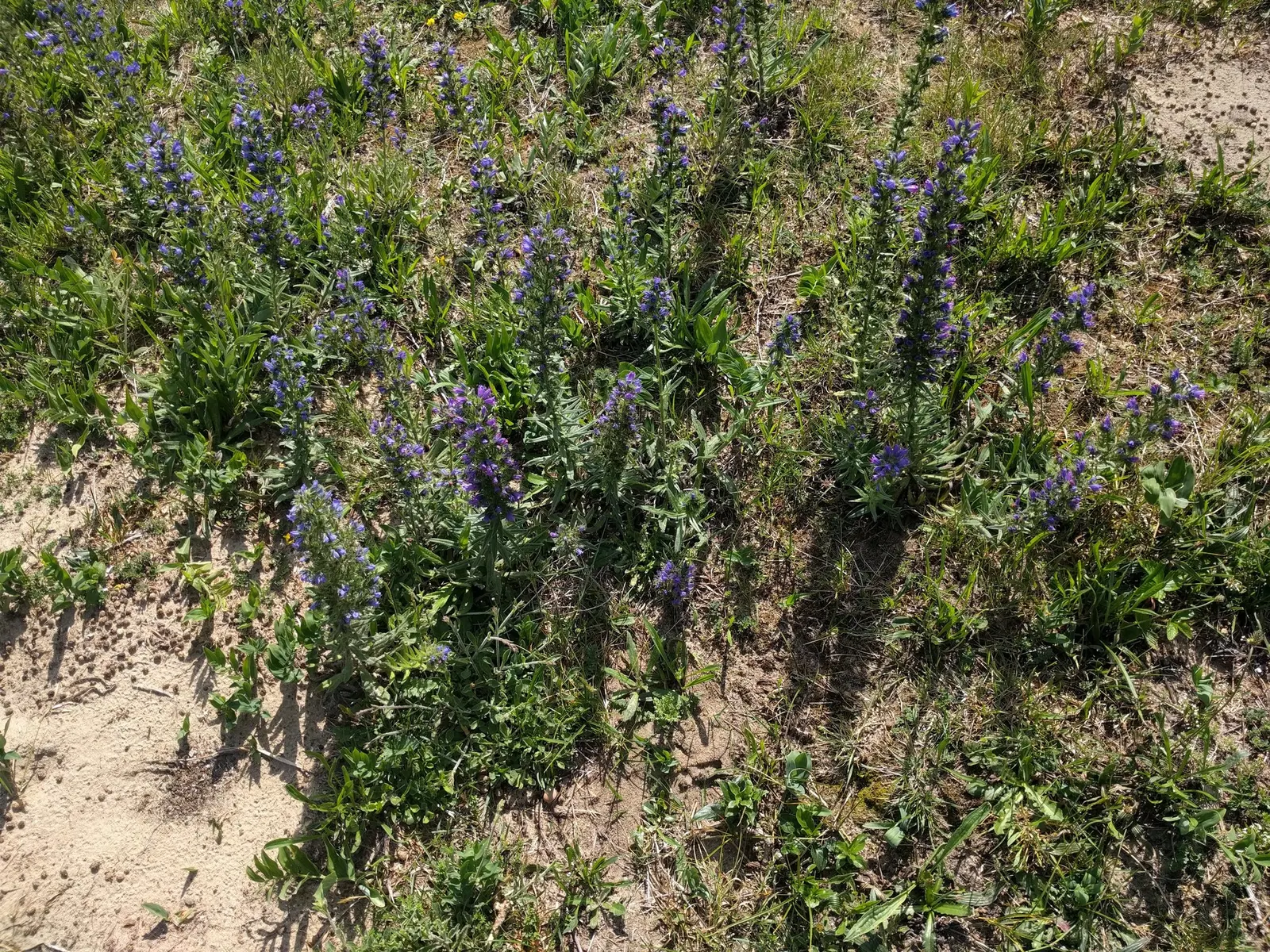 Blueweed (Echium Vulgare) — Blueweed serves well as a border plant; providing definition and contrast against green foliage, image 70