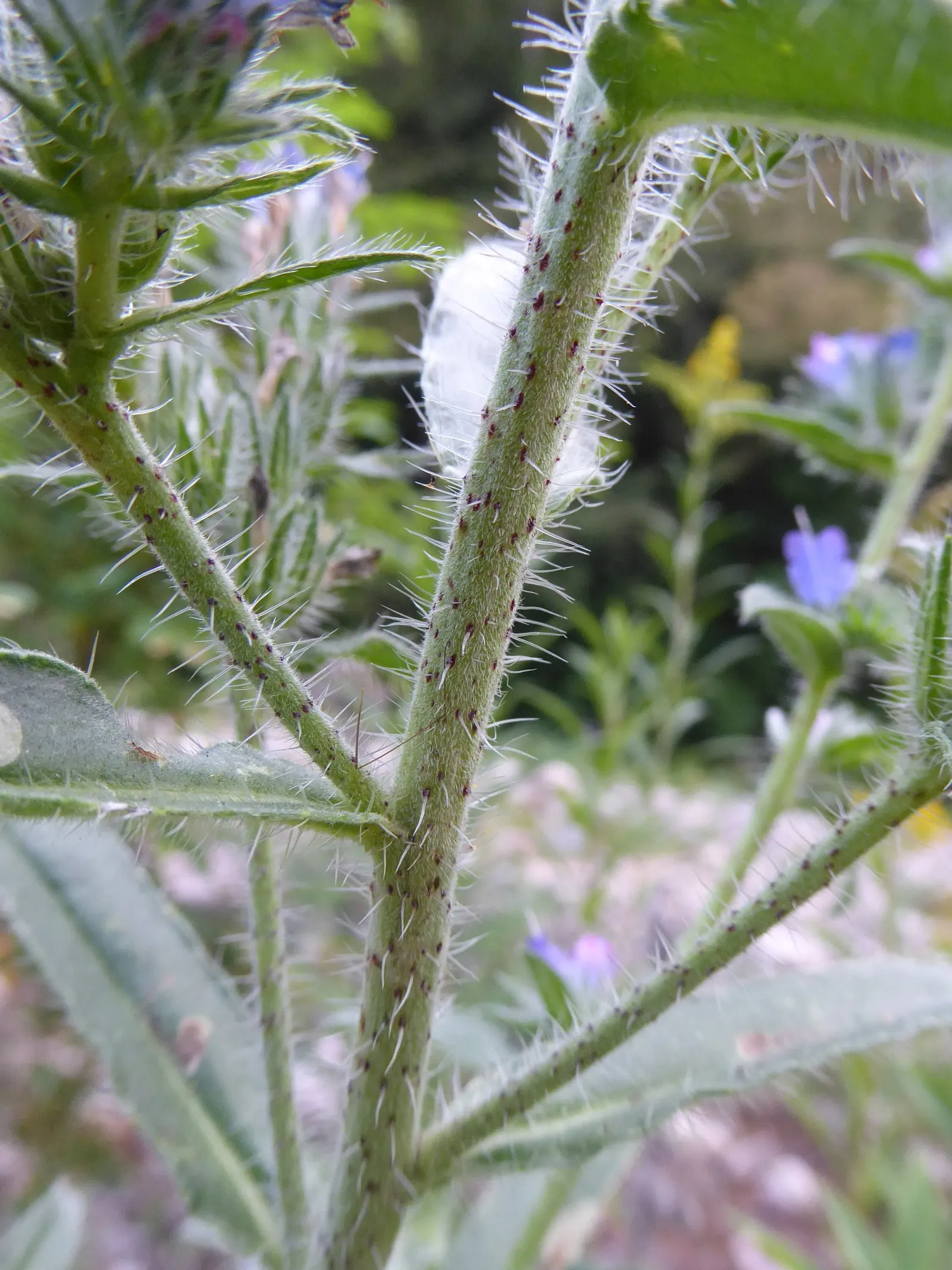 Blueweed (Echium Vulgare) — it's a magnet for pollinators; shrub with blue blooms