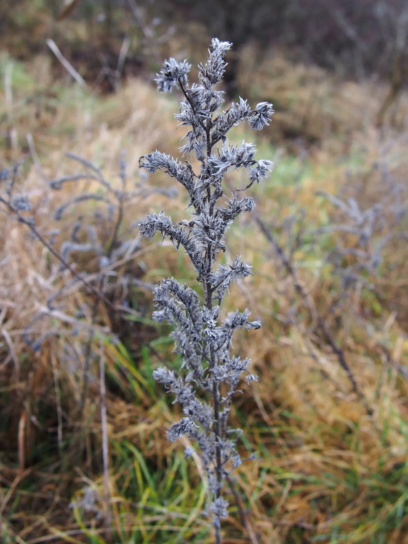 Blueweed (Echium Vulgare) — shrub for full; making it an environmentally conscious addition to their garden, image 104