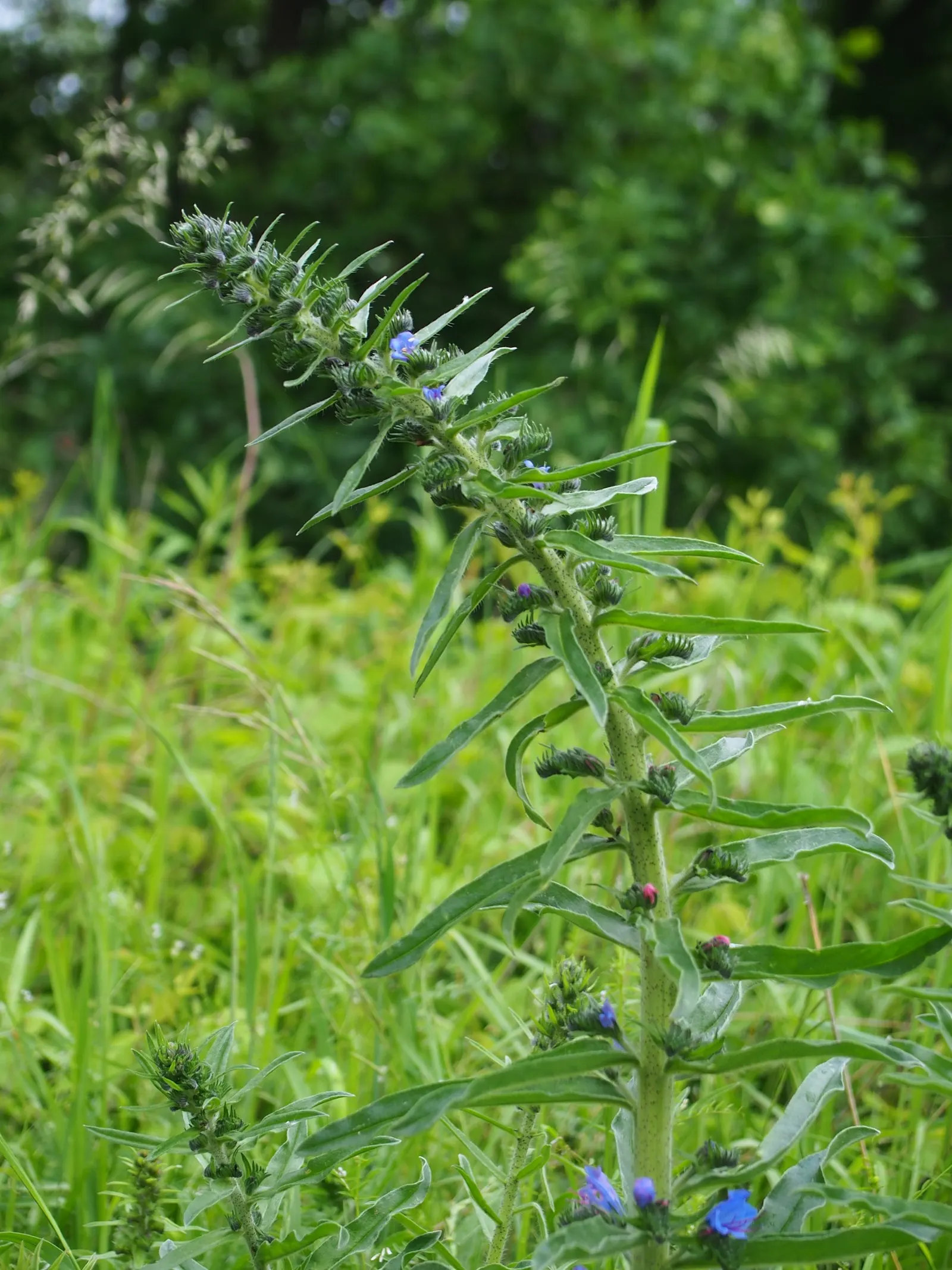 Blueweed (Echium Vulgare) — providing definition and contrast against green foliage