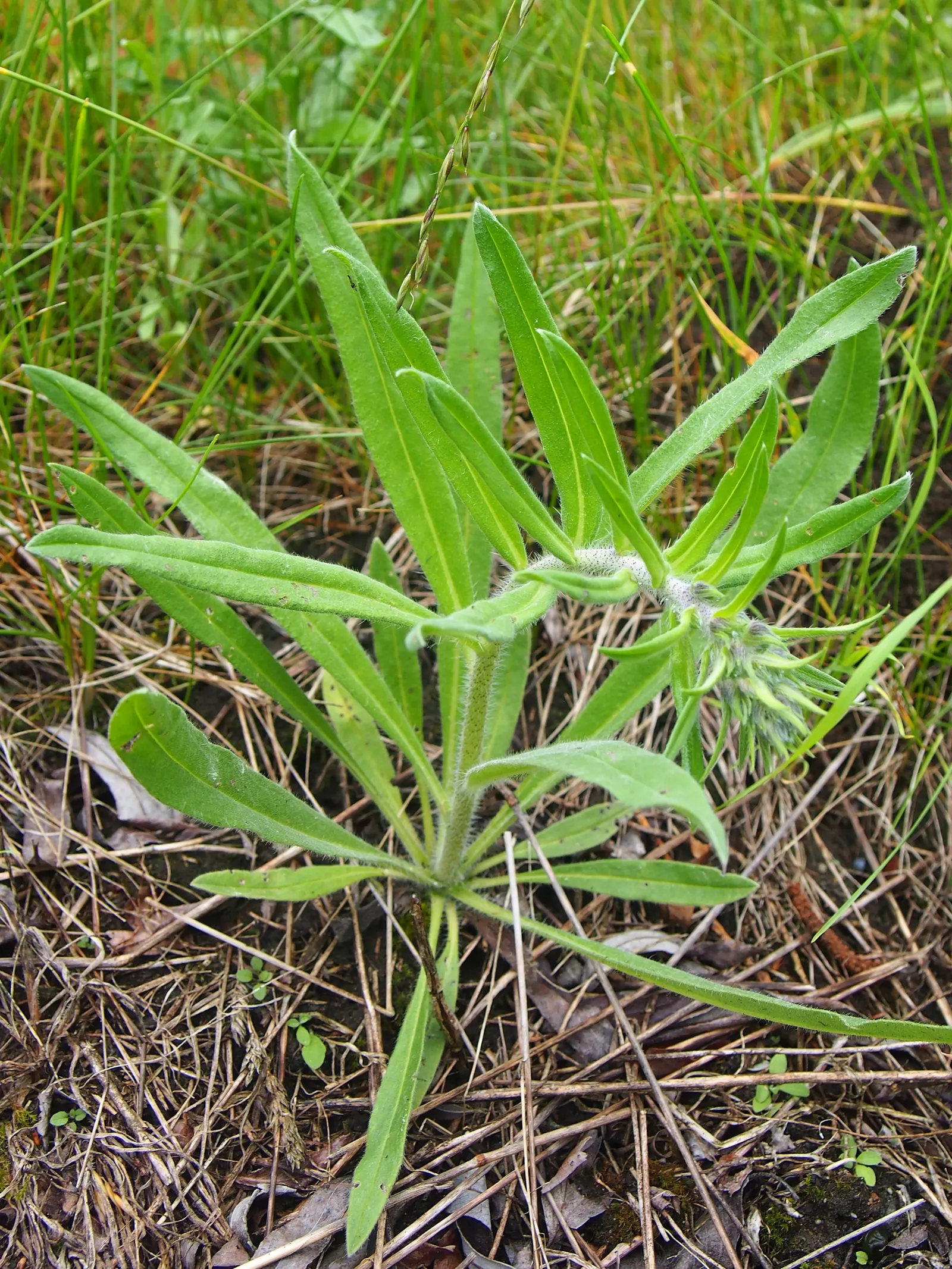 Blueweed (Echium Vulgare) — Noted for its vibrant blue flowers; although it favors well-drained soils and full sun conditions to achieve its full, image 106