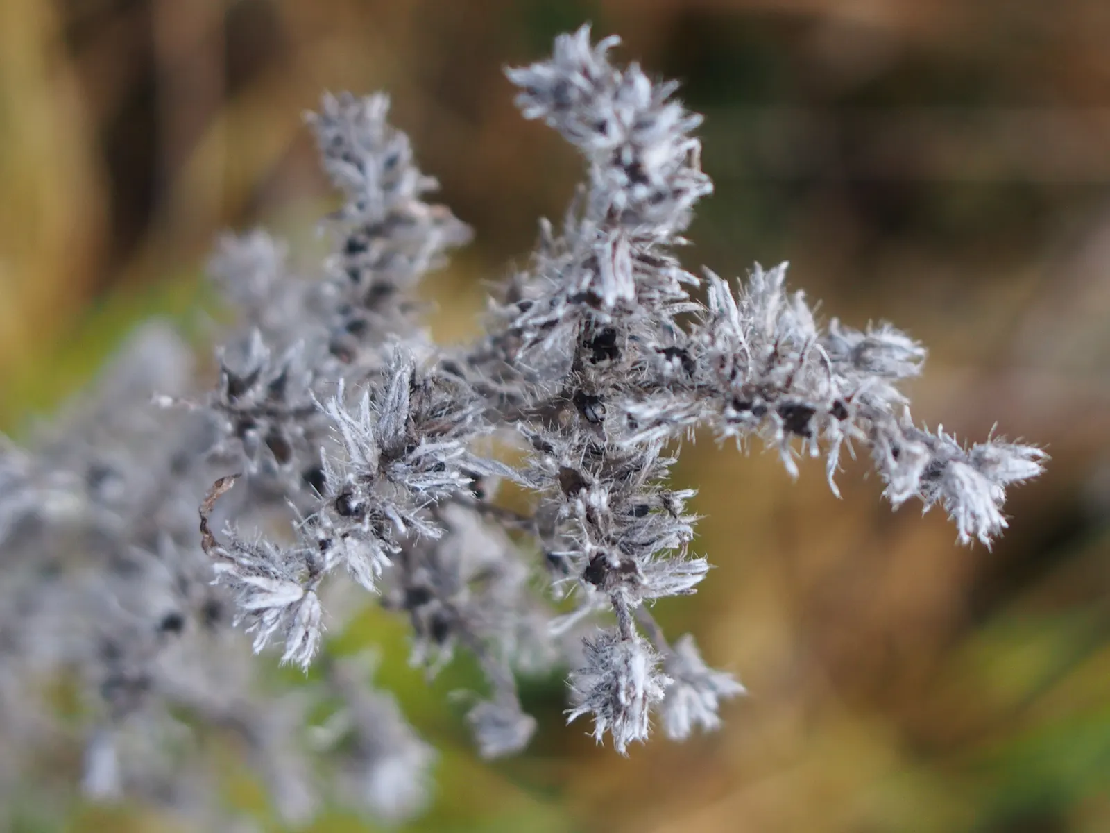 Blueweed (Echium Vulgare) — where its self-sowing capability ensures a recurring display year after year; its lance-shaped, hairy leaves span up to, image 125