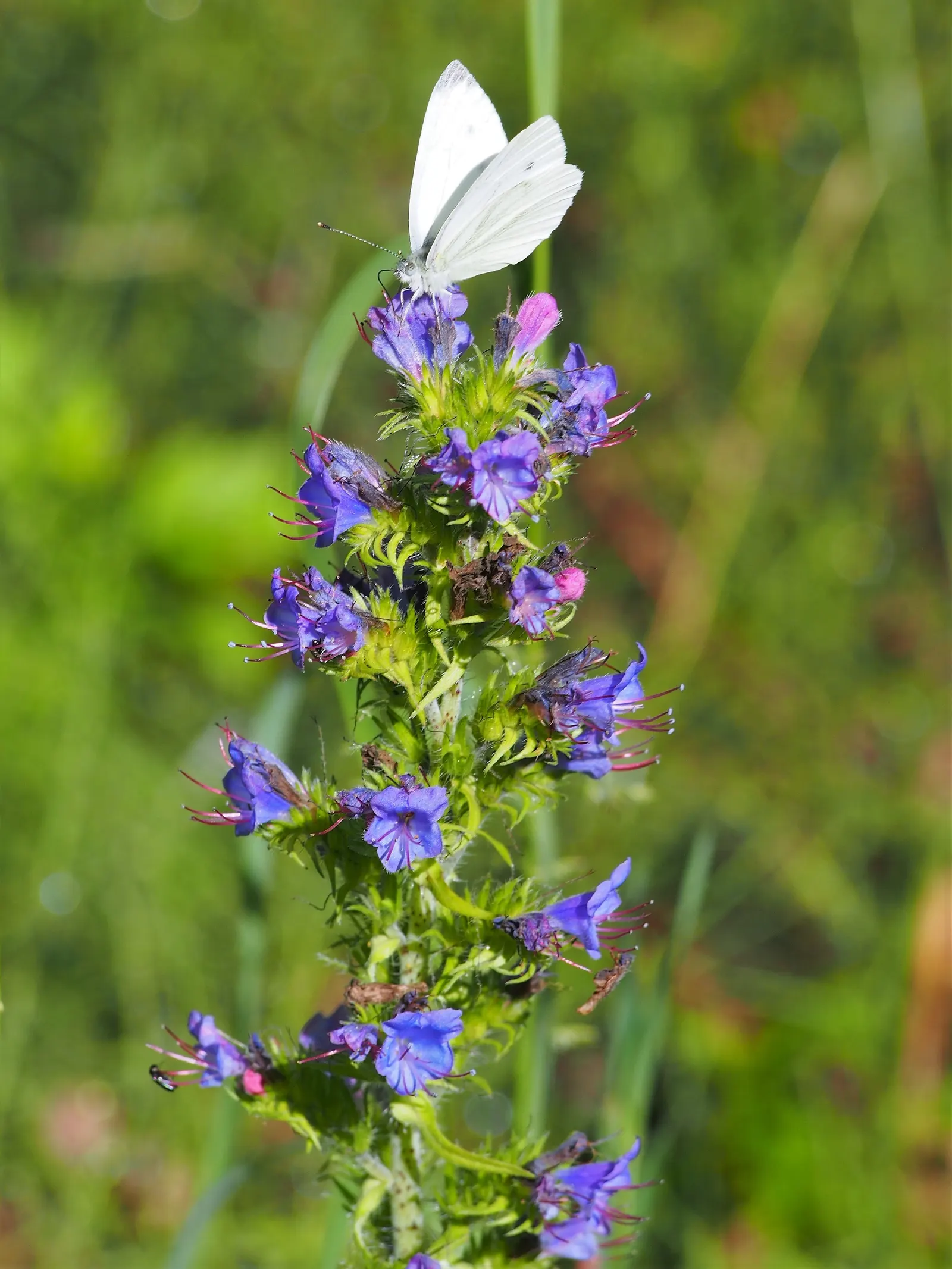 Blueweed (Echium Vulgare) — this plant can adapt to a variety of environments; from late spring to early summer