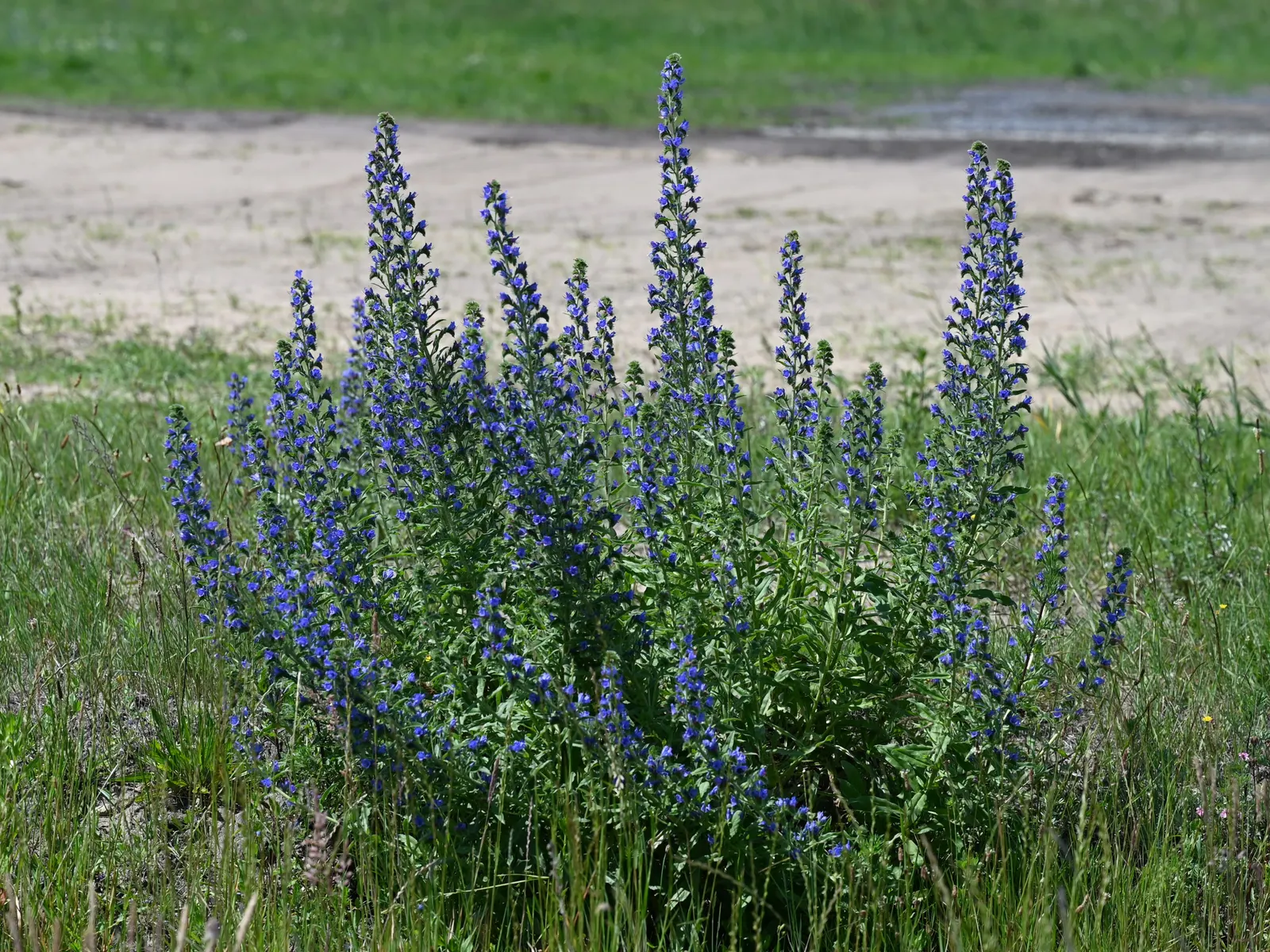 Blueweed (Echium Vulgare) — Blueweed sports cylindrical flower spikes; blueweed thrives in full sun and well-drained soils, and is drought-tolerant