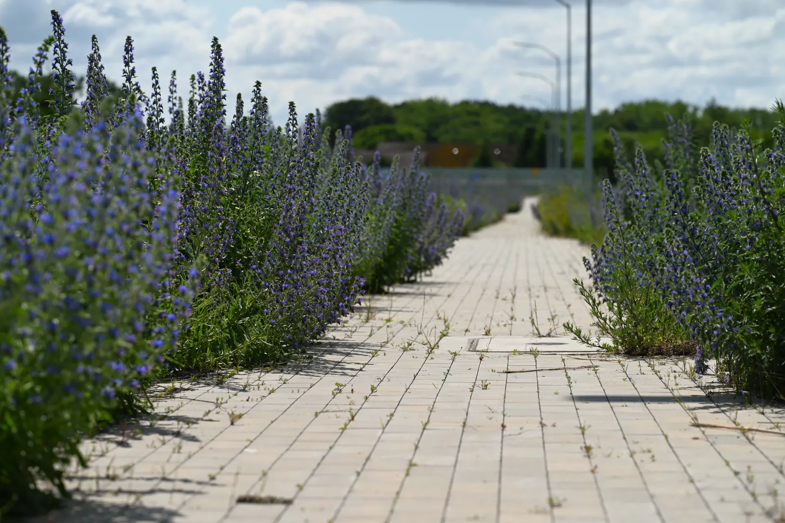 Blueweed (Echium Vulgare) — Noted for its vibrant blue flowers