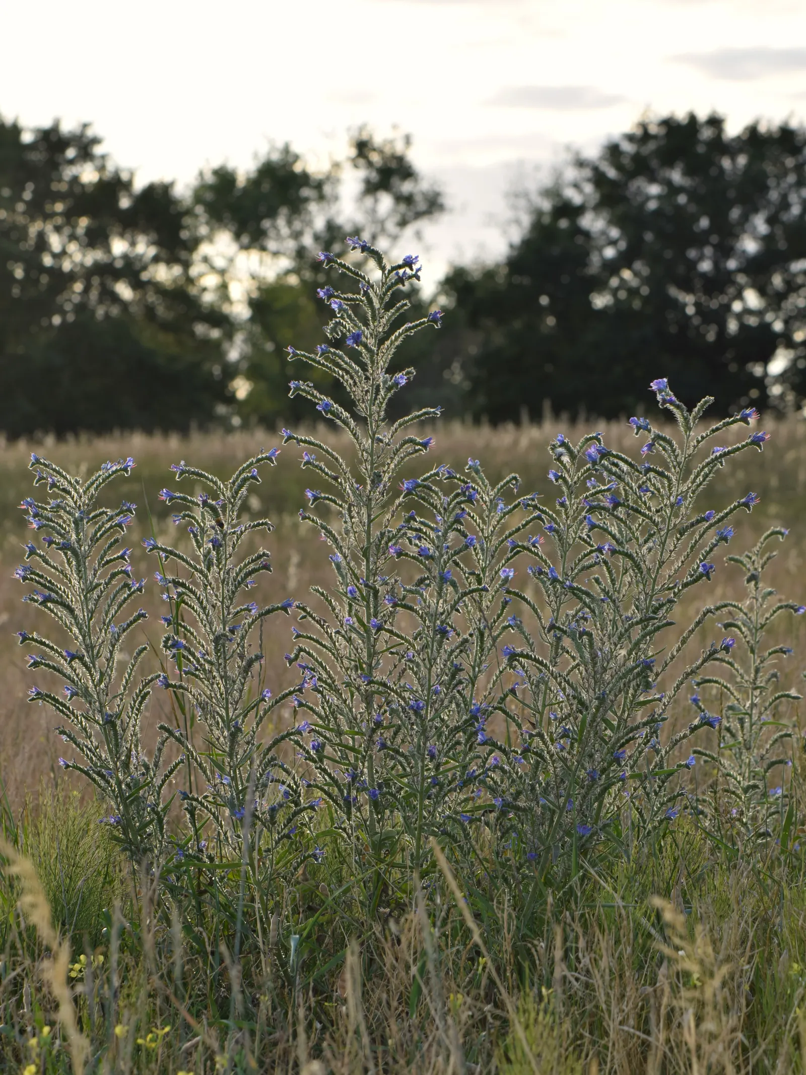 Blueweed (Echium Vulgare) — with a spread of roughly 1 to 2 feet at maturity; this plant can adapt to a variety of environments, image 65