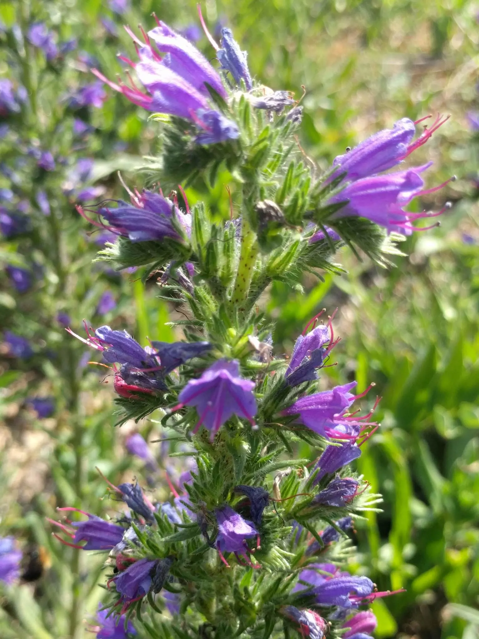 Blueweed (Echium Vulgare) — Thriving in USDA hardiness zones 3 through 8