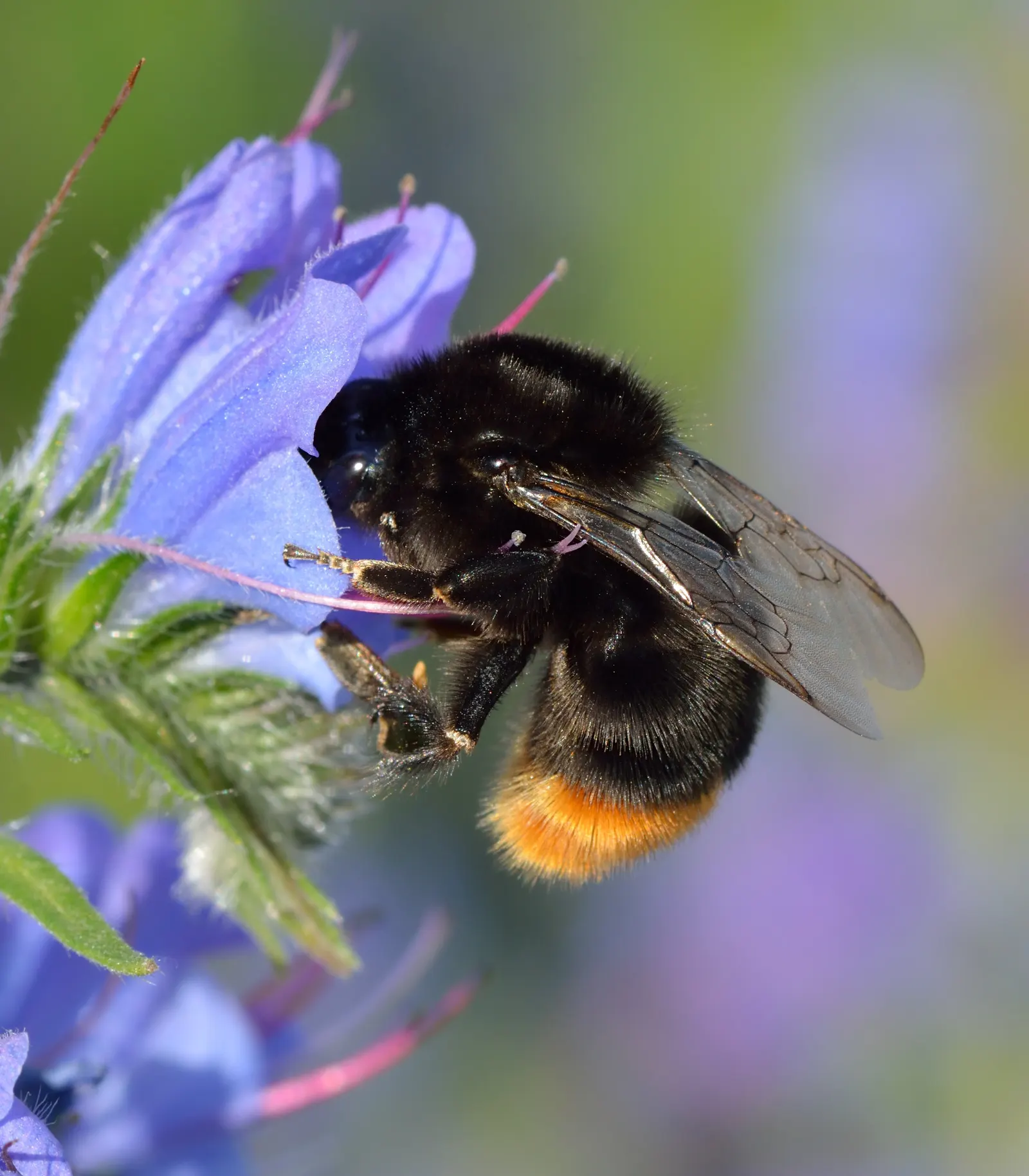 Blueweed (Echium Vulgare) — From late spring to early summer; blue flowers in the garden