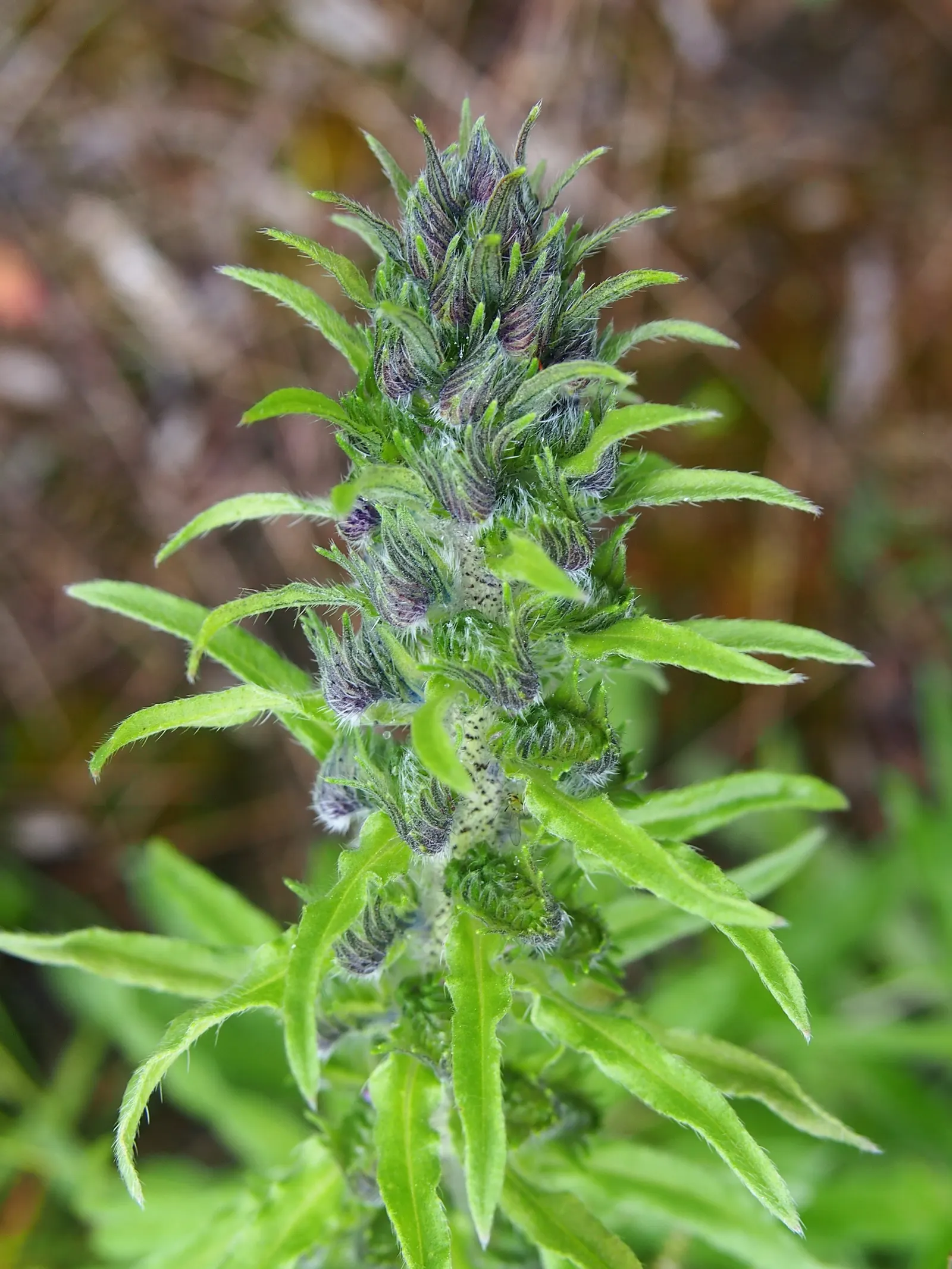 Blueweed (Echium Vulgare) — where its self-sowing capability ensures a recurring display year after year; its lance-shaped, hairy leaves span up to 6 inches