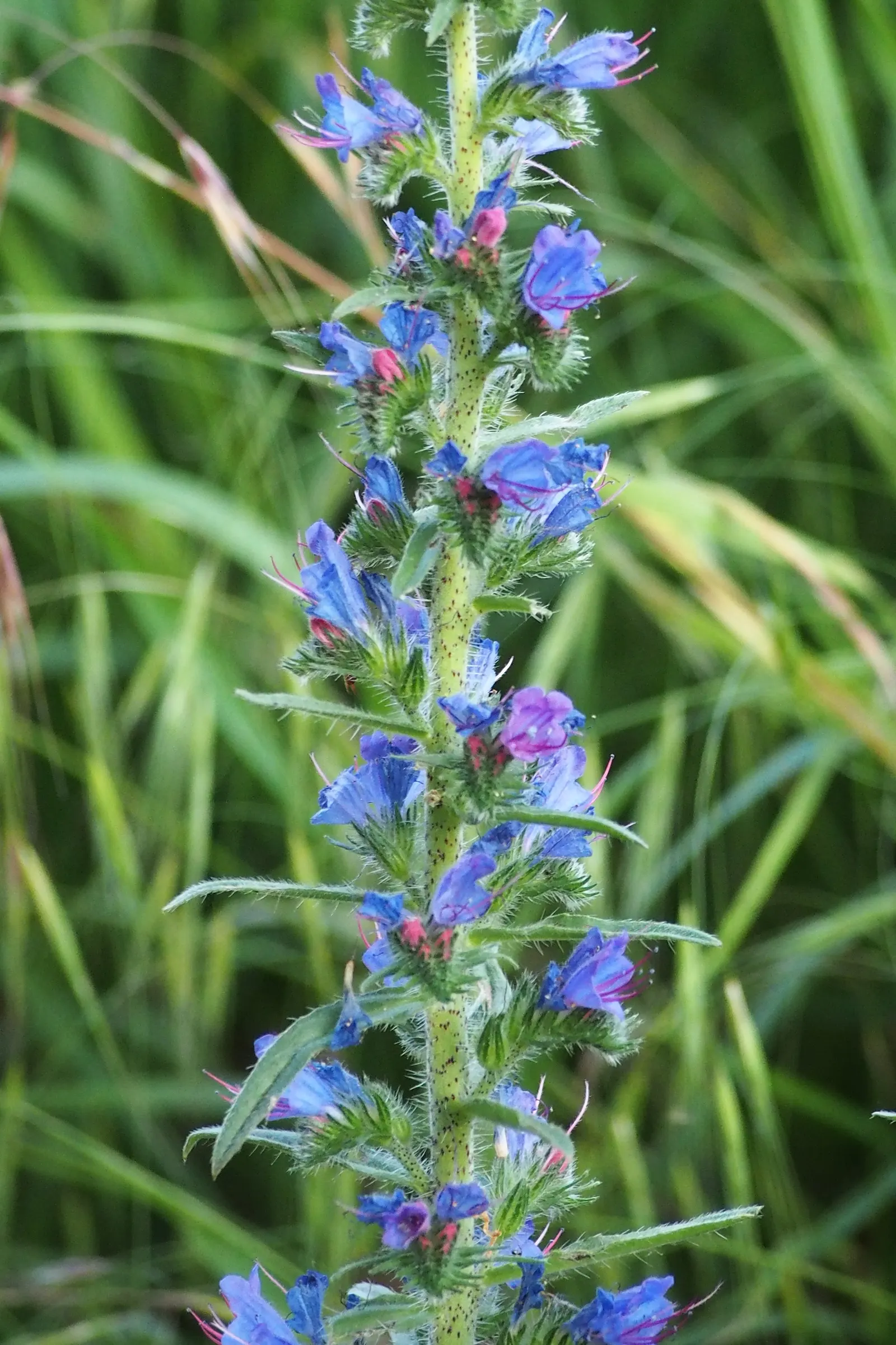 Blueweed (Echium Vulgare) — which bloom from late spring to early summer; blueweed serves well as a border plant, image 81