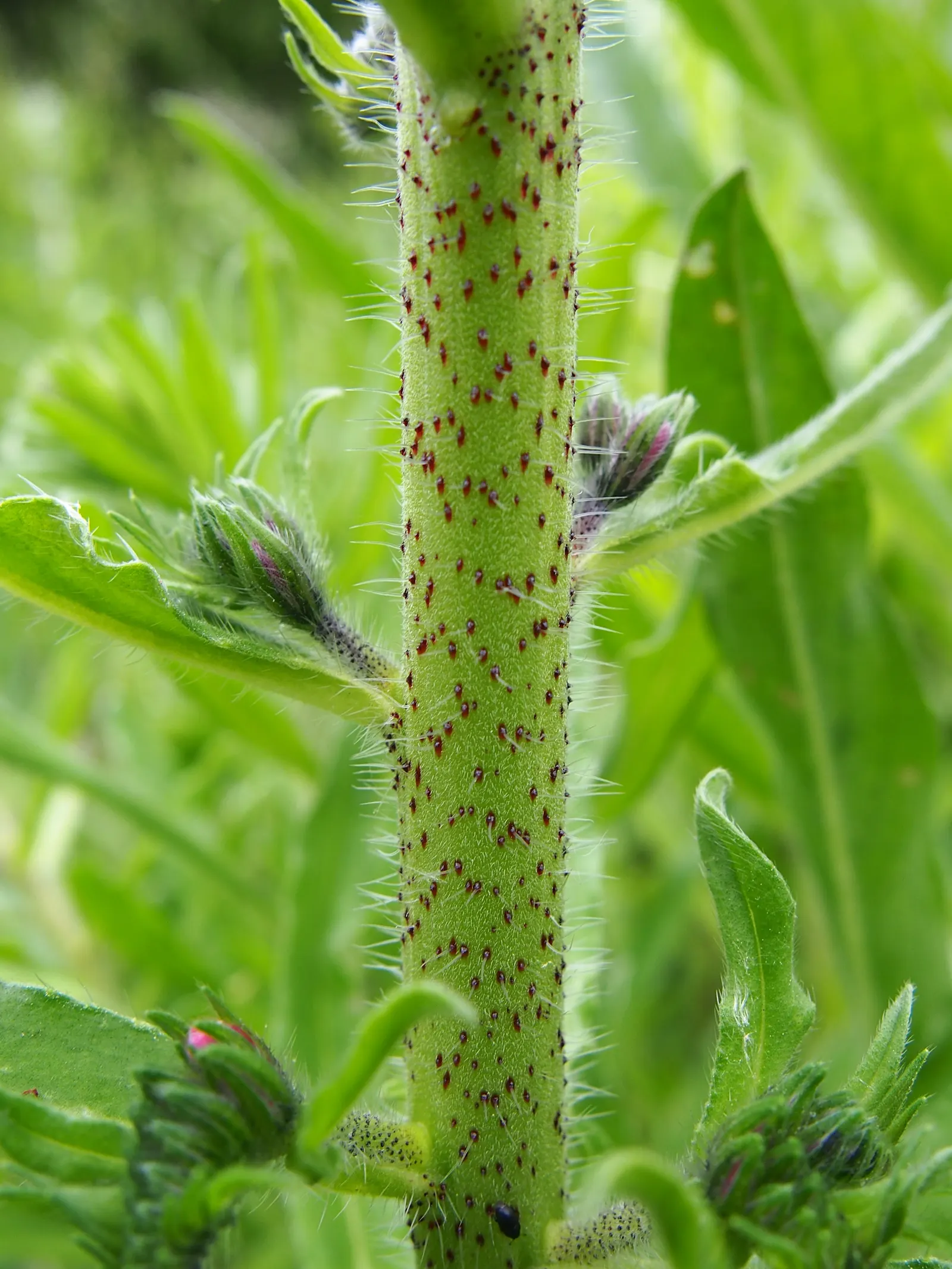 Blueweed (Echium Vulgare) — Its lance-shaped, hairy leaves span up to 6 inches long and create a rough, textured foliage base; each adorned with a, image 92