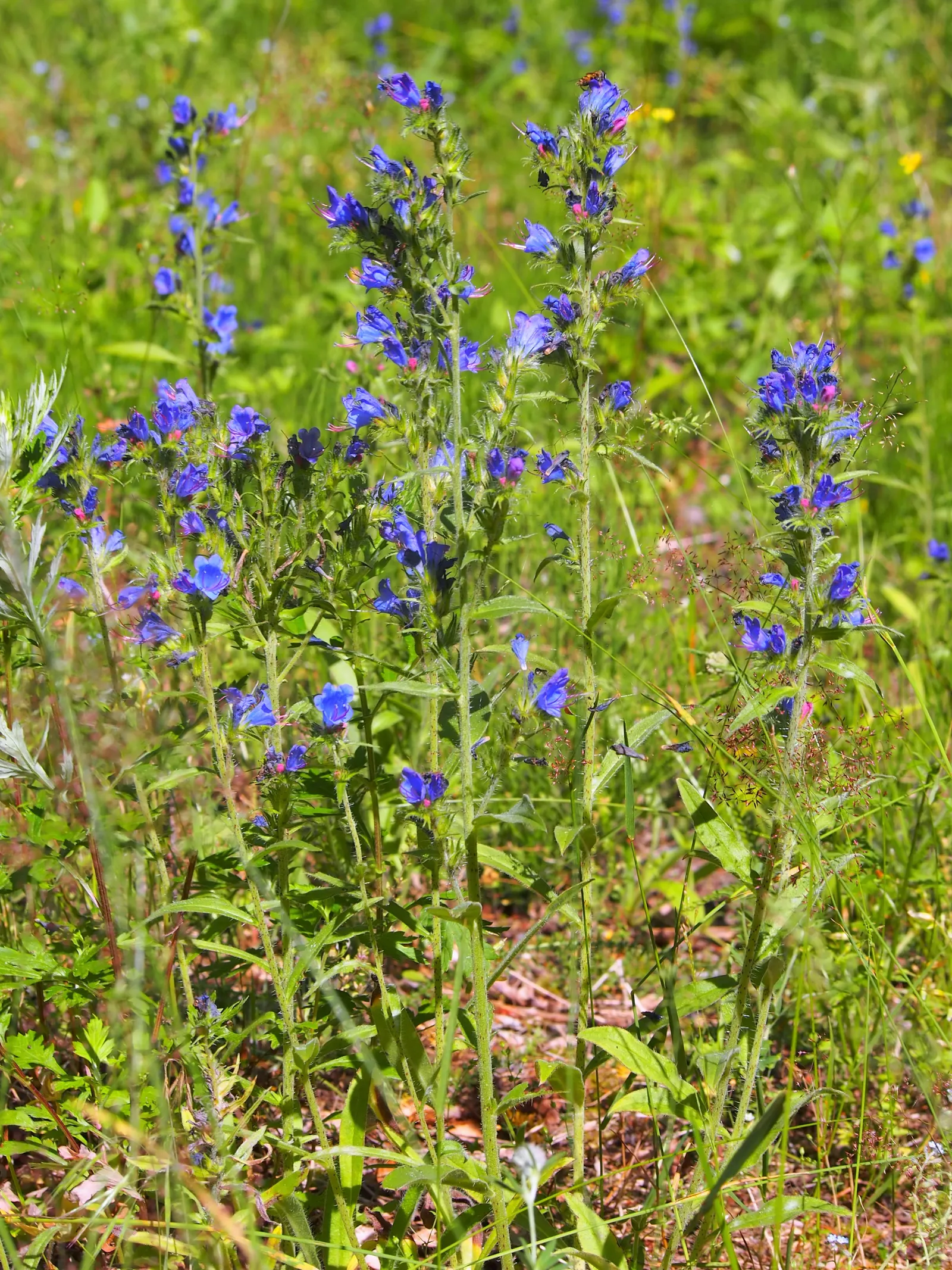 Blueweed (Echium Vulgare) — Its lance-shaped, hairy leaves span up to 6 inches long and create a rough, textured foliage base; each adorned with a, image 118