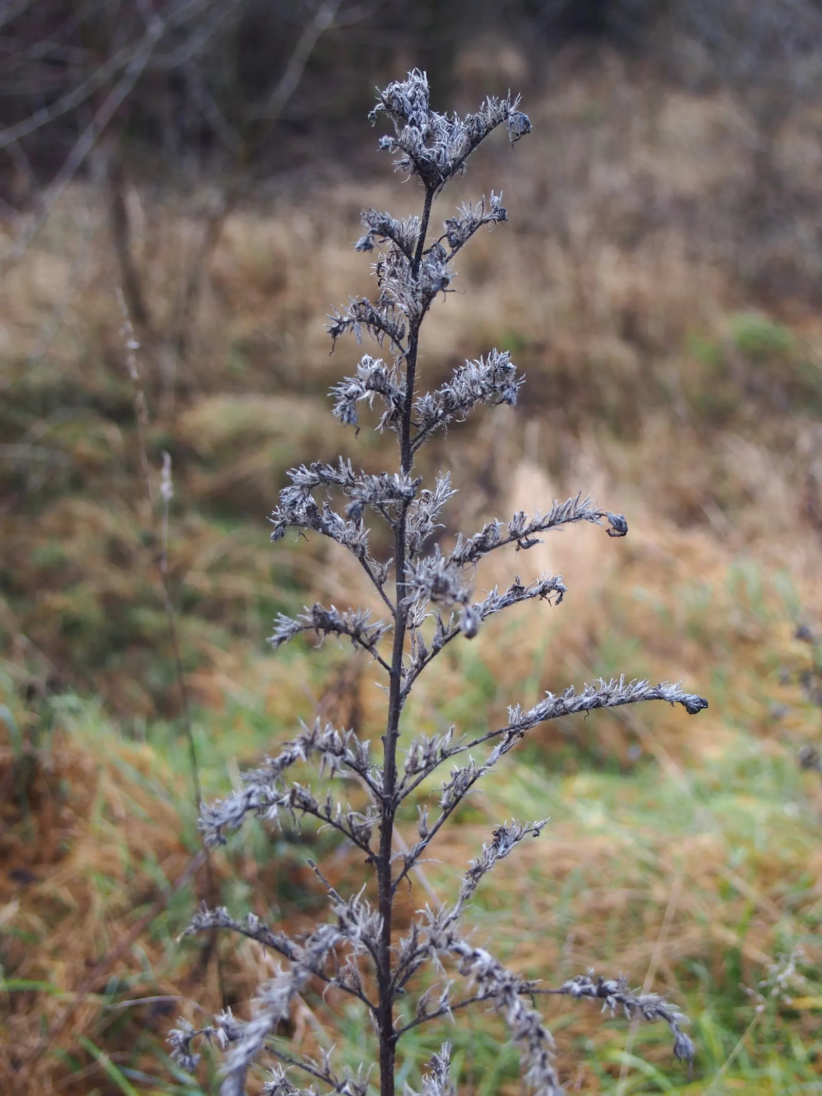 Blueweed (Echium Vulgare) — Handle with care, as the hairs can be irritating to the skin; it can also be utilized in wildflower meadows or naturalized areas