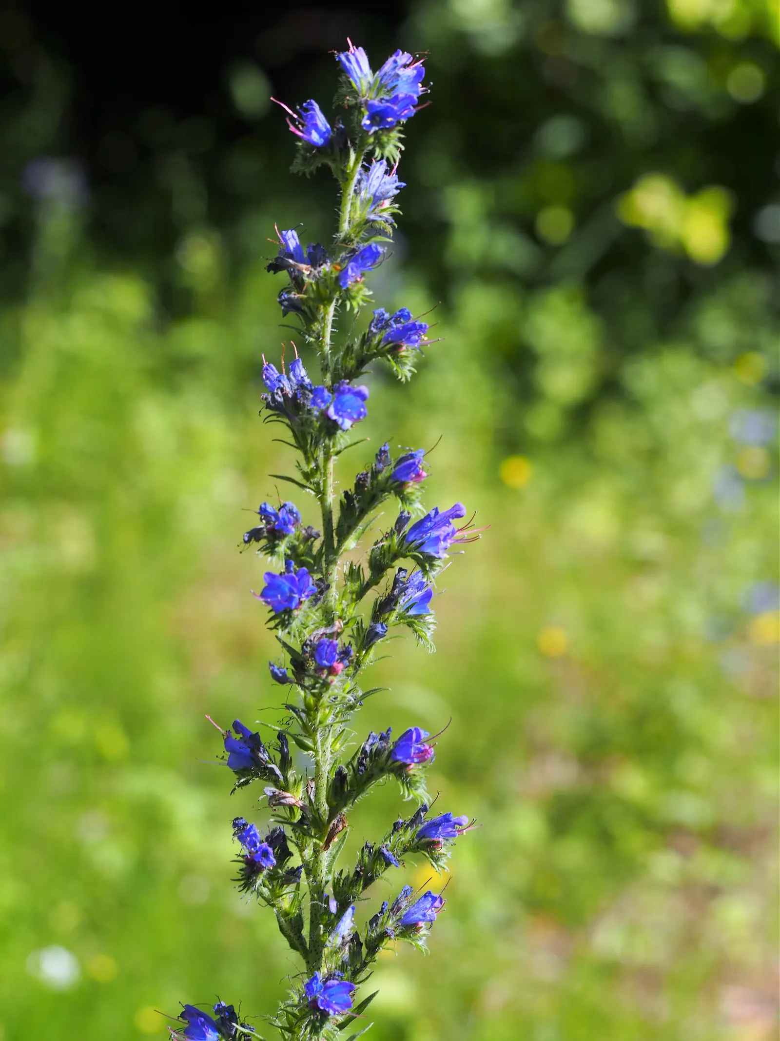 Blueweed (Echium Vulgare) — although it favors well-drained soils and full sun conditions to achieve its full potential.<br><br>Typically; echium, image 115