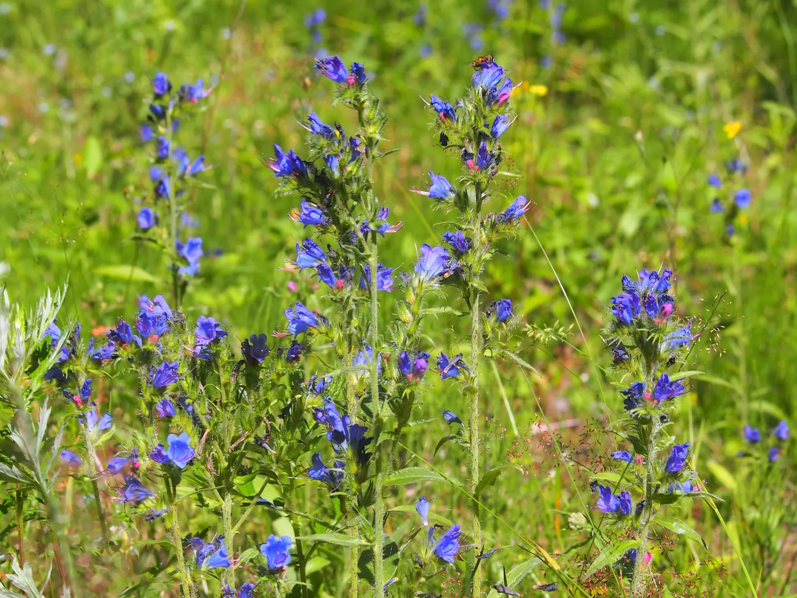 Blueweed (Echium Vulgare) — each adorned with a multitude of tiny sapphire-hued blossoms; echium vulgare grows to an impressive height of 1 to 3, image 69