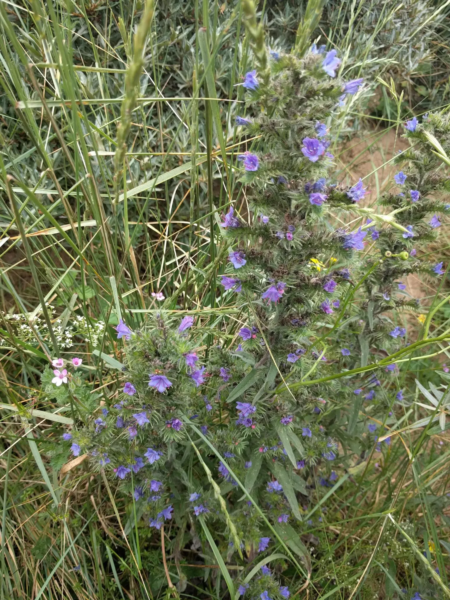 Blueweed (Echium Vulgare) — Its lance-shaped, hairy leaves span up to 6 inches long and create a rough, textured foliage base; each adorned with a, image 66