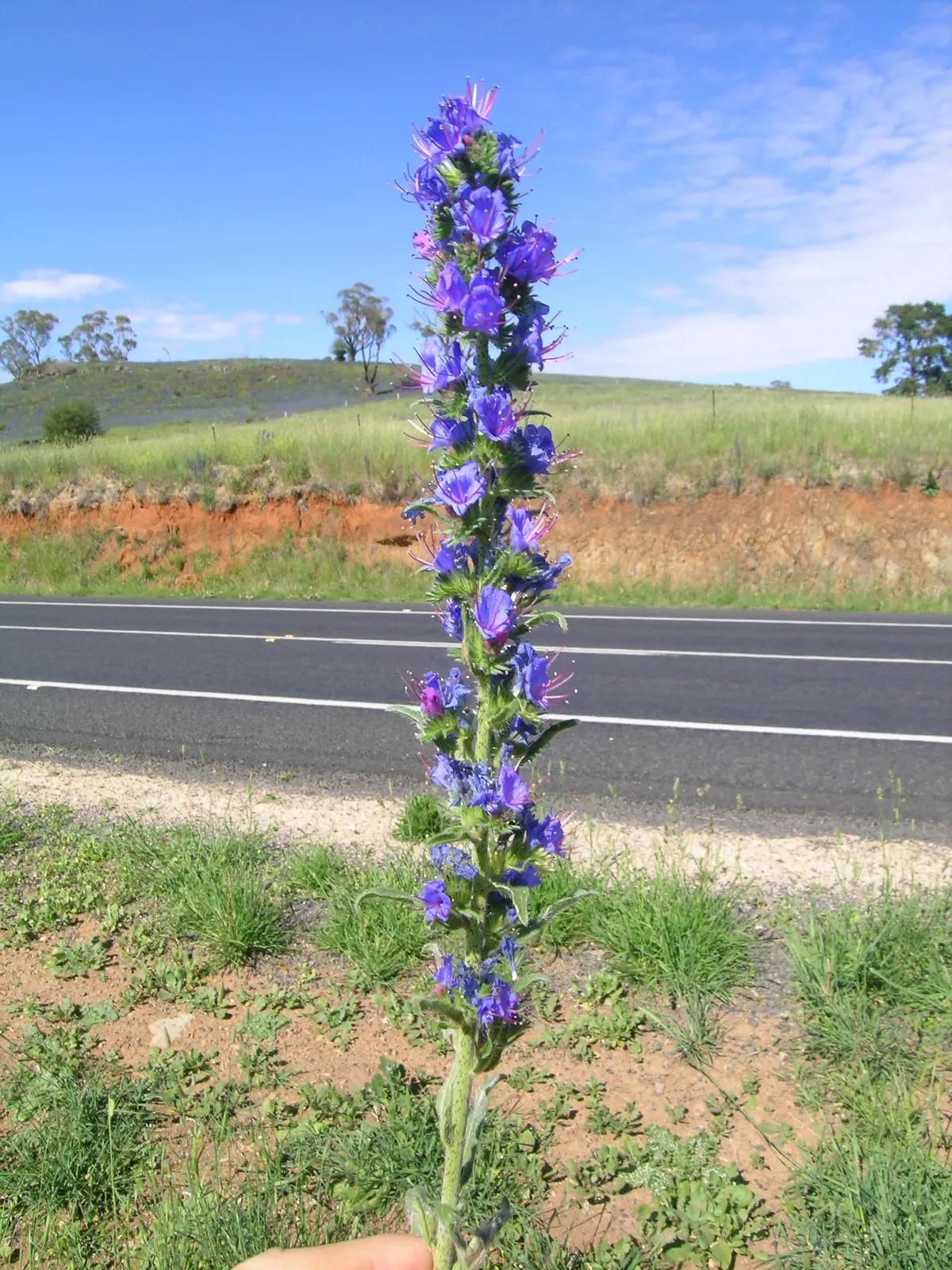Blueweed (Echium Vulgare) — Thriving in USDA hardiness zones 3 through 8; scientifically termed Echium vulgare, image 113