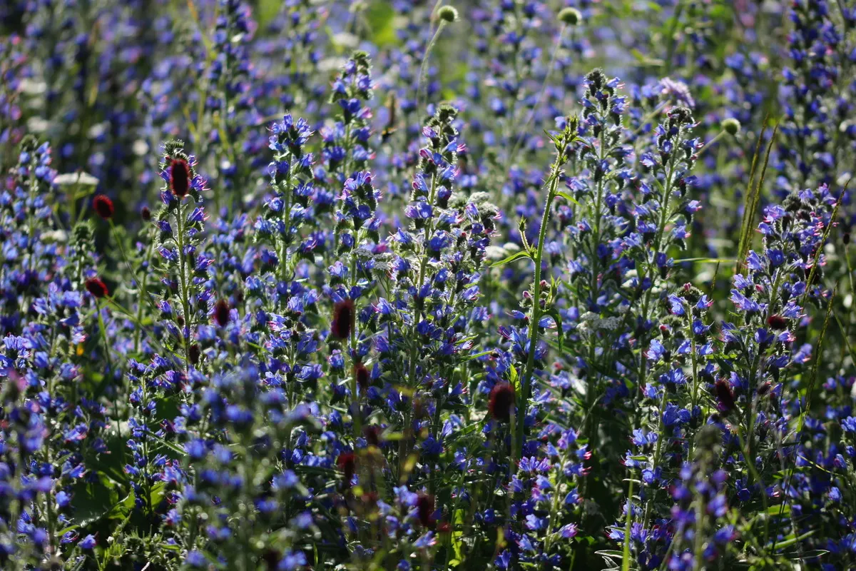 Blueweed (Echium Vulgare) — making it an environmentally conscious addition to their garden; noted for its vibrant blue flowers, image 75