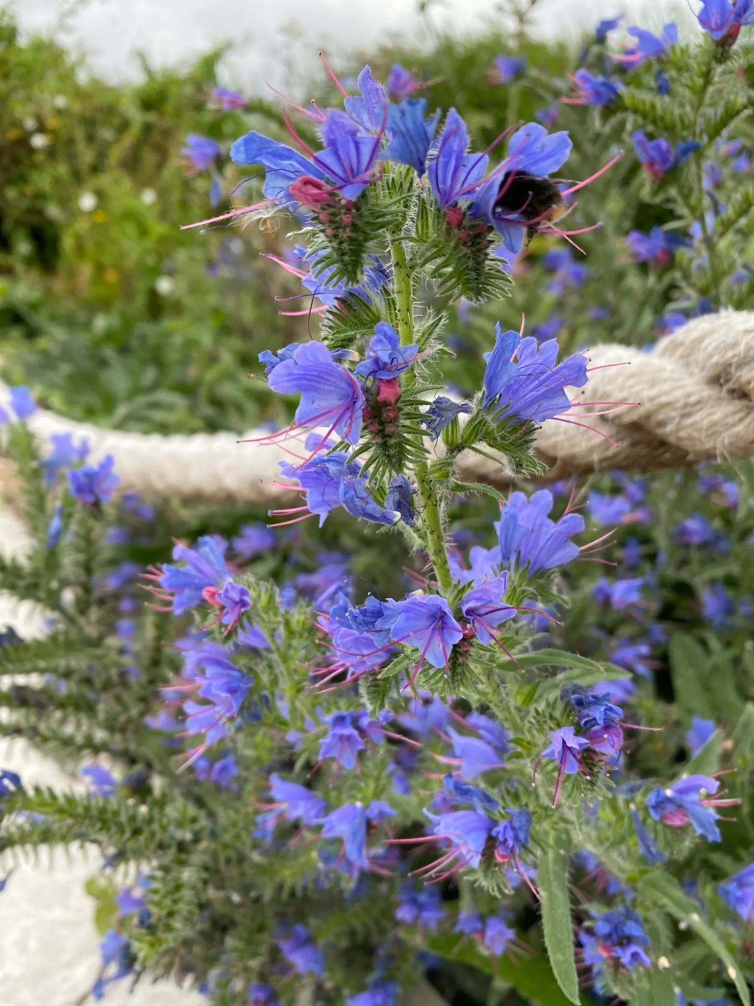 Blueweed (Echium Vulgare) — Handle with care, as the hairs can be irritating to the skin