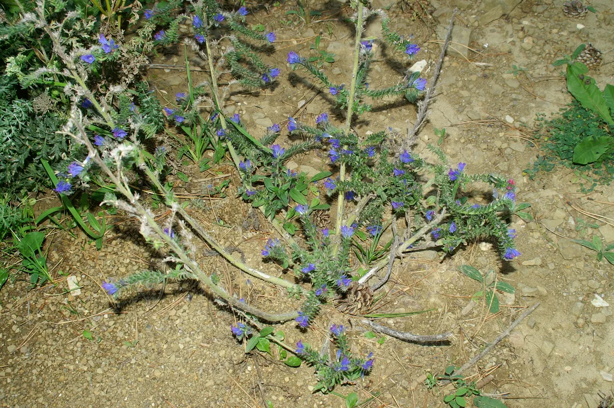 Blueweed (Echium Vulgare) — with a spread of roughly 1 to 2 feet at maturity; this plant can adapt to a variety of environments, image 117
