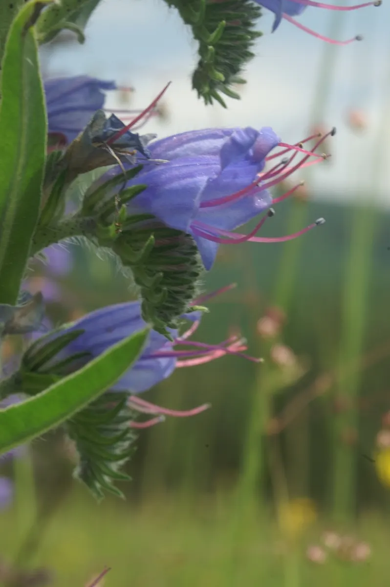 Blueweed (Echium Vulgare) — It can also be utilized in wildflower meadows or naturalized areas; handle with care, as the hairs can be irritating to, image 72