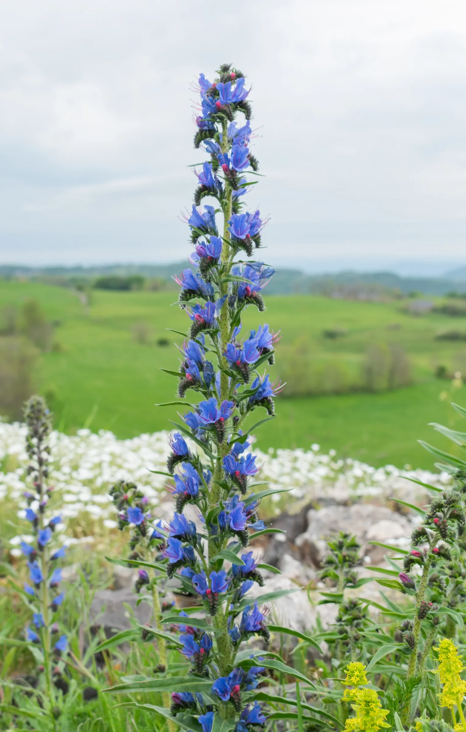 Blueweed (Echium Vulgare) — Echium vulgare is relatively low-maintenance; where its self-sowing capability ensures a recurring display year after year