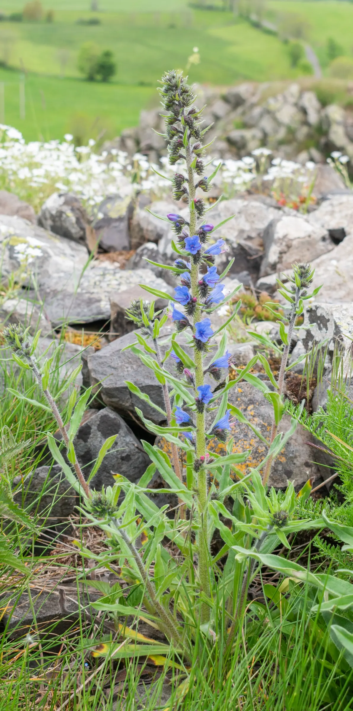 Blueweed (Echium Vulgare) — Echium vulgare, commonly known as Blueweed, is a biennial plant reaching heights of 1-3 feet; it's a magnet for, image 105