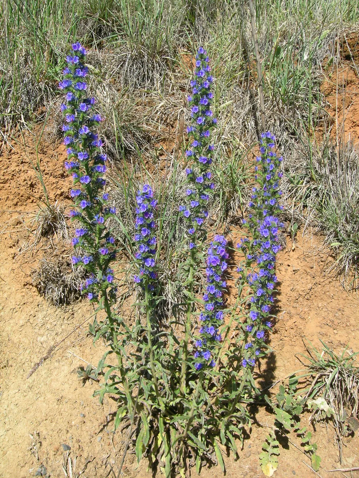 Blueweed (Echium Vulgare) — Echium vulgare is relatively low-maintenance; where its self-sowing capability ensures a recurring display year after, image 100