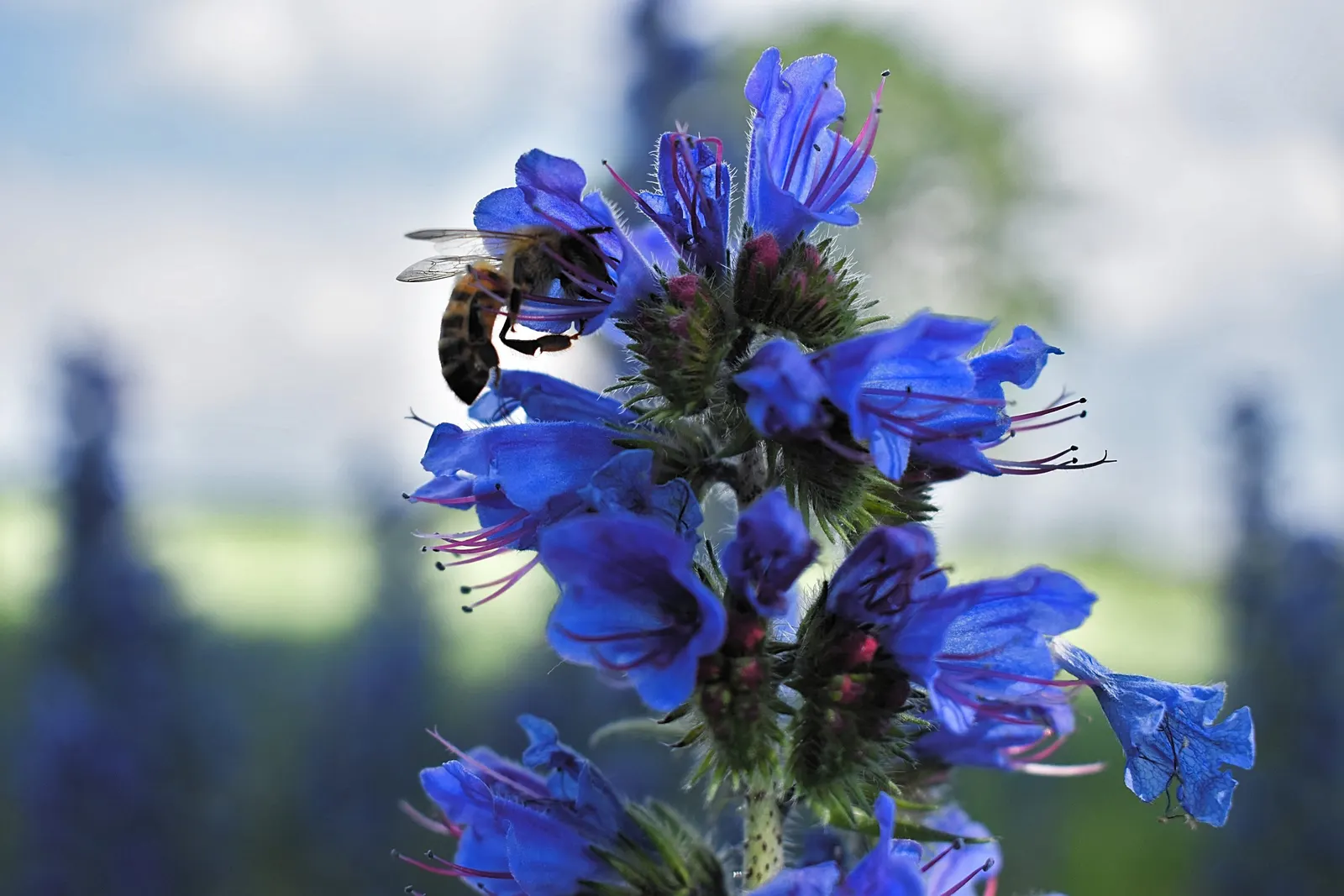 Blueweed (Echium Vulgare) — each adorned with a multitude of tiny sapphire-hued blossoms; echium vulgare grows to an impressive height of 1 to 3, image 121