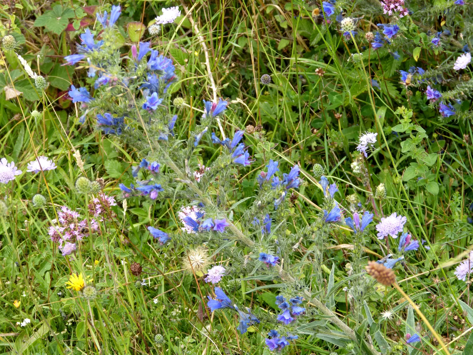 Blueweed (Echium Vulgare) — which bloom from late spring to early summer; blueweed serves well as a border plant, image 55