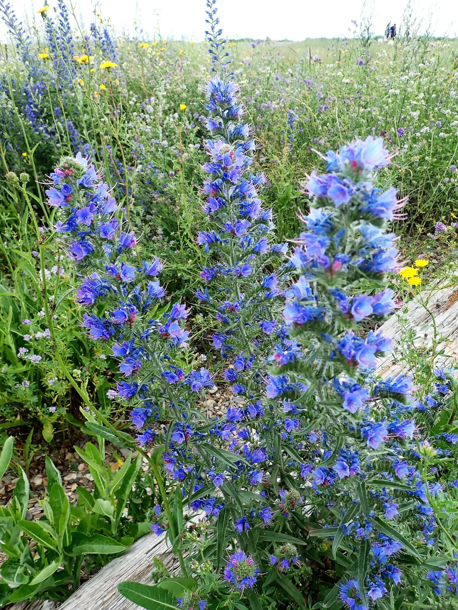 Blueweed (Echium Vulgare) — Blueweed serves well as a border plant; providing definition and contrast against green foliage