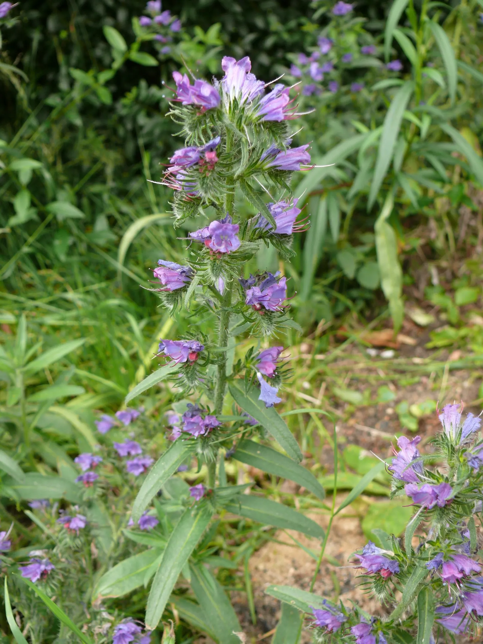 Blueweed (Echium Vulgare) — Its lance-shaped, hairy leaves span up to 6 inches long and create a rough, textured foliage base; each adorned with a multitude of