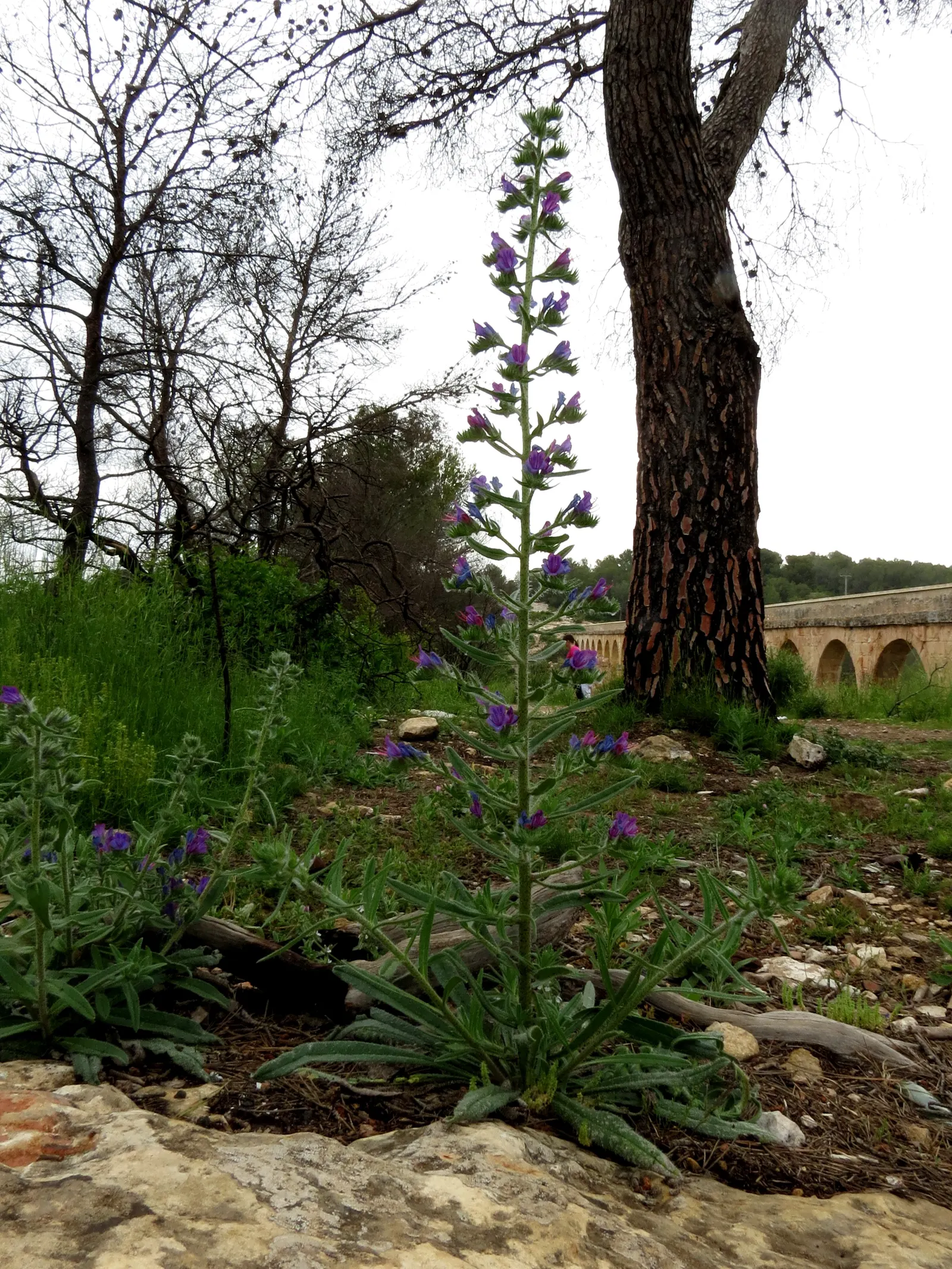 Blueweed (Echium Vulgare) — blue flowers in the garden; thriving in USDA hardiness zones 3 through 8, image 76