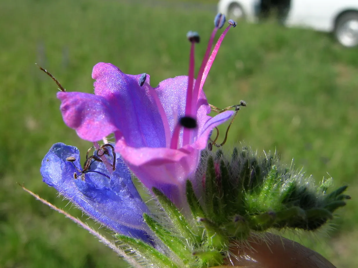 Blueweed (Echium Vulgare) — this plant can adapt to a variety of environments