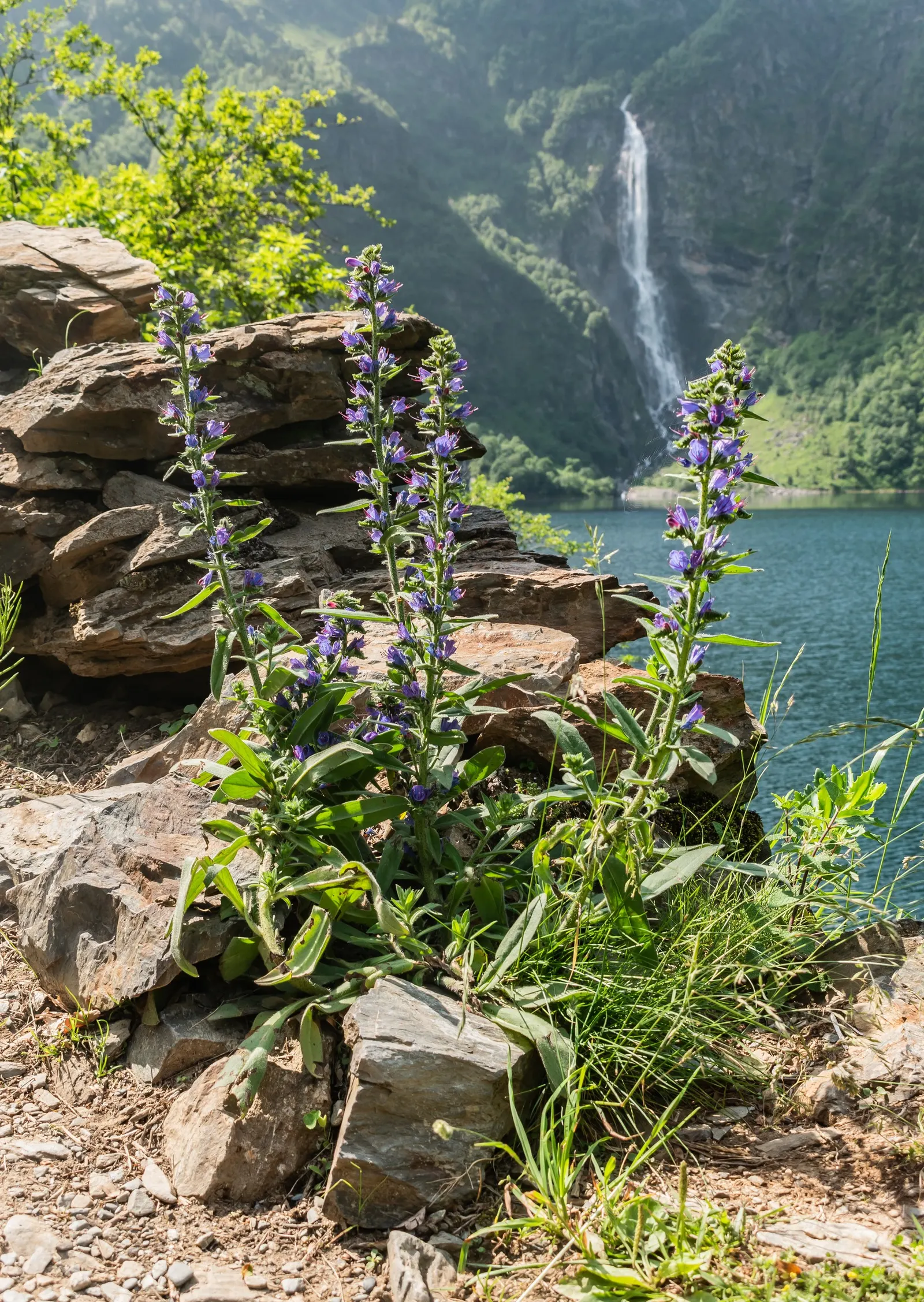 Blueweed (Echium Vulgare) — although it favors well-drained soils and full sun conditions to achieve its full potential.<br><br>Typically; echium vulgare is