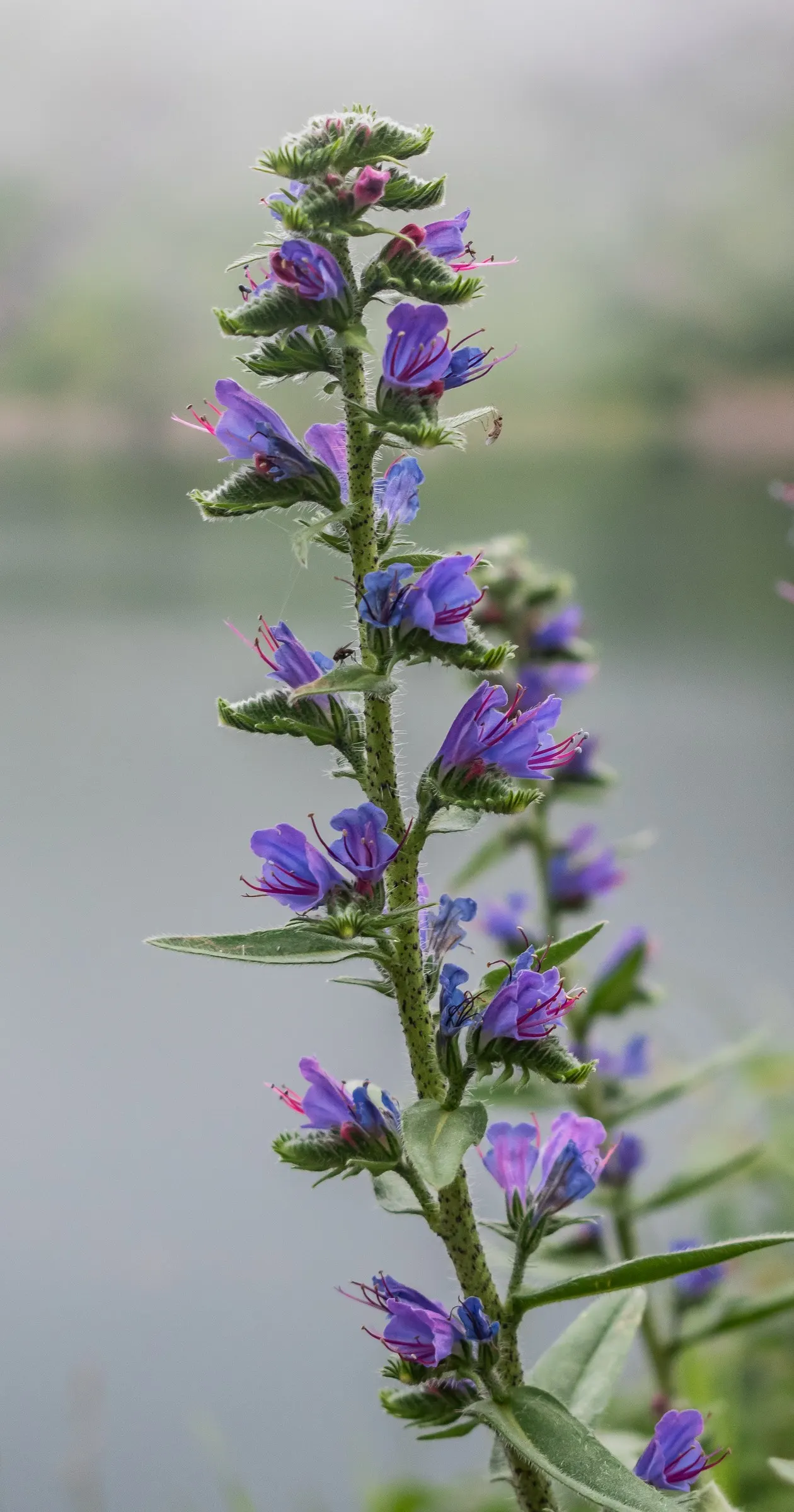 Blueweed (Echium Vulgare) — it's a magnet for pollinators