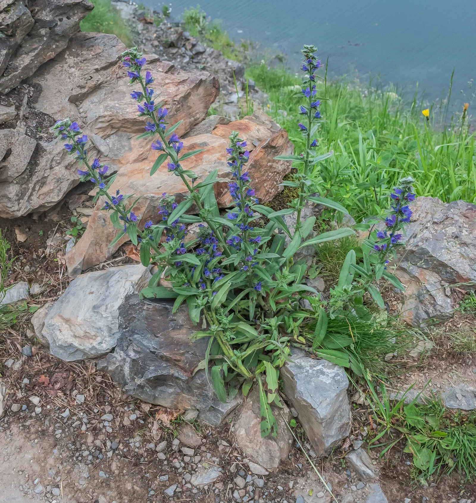 Blueweed (Echium Vulgare) — this plant can adapt to a variety of environments; from late spring to early summer, image 114