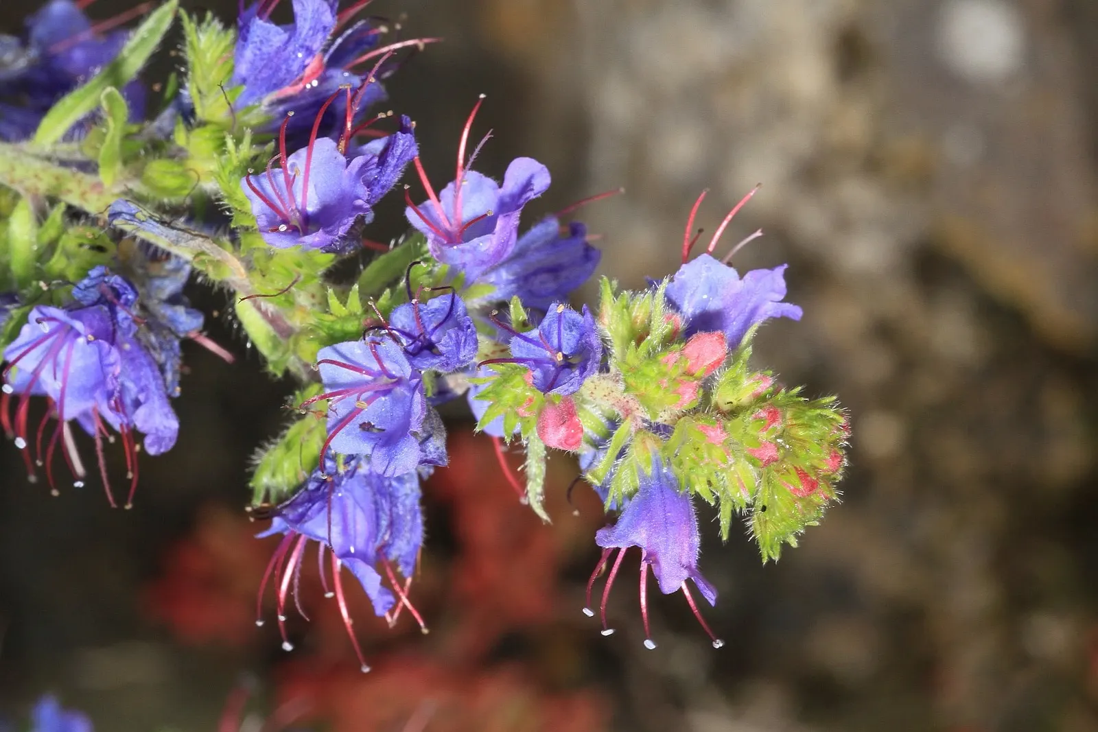 Blueweed (Echium Vulgare) — this plant can adapt to a variety of environments; from late spring to early summer, image 62