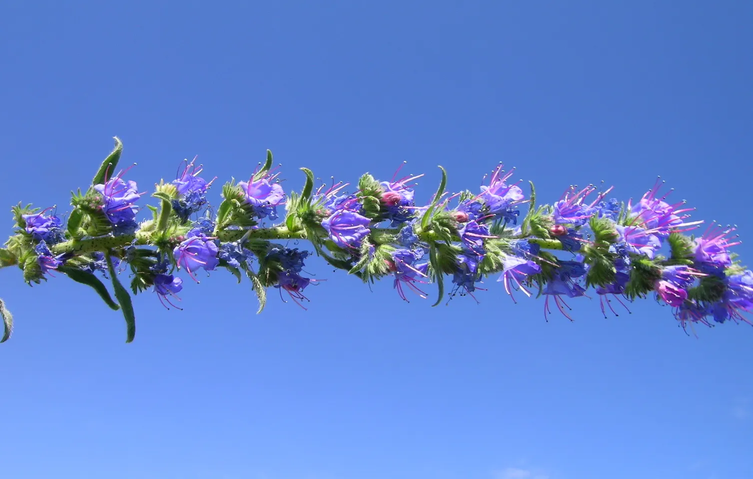 Blueweed (Echium Vulgare) — Echium vulgare grows to an impressive height of 1 to 3 feet; which bloom from late spring to early summer, image 90