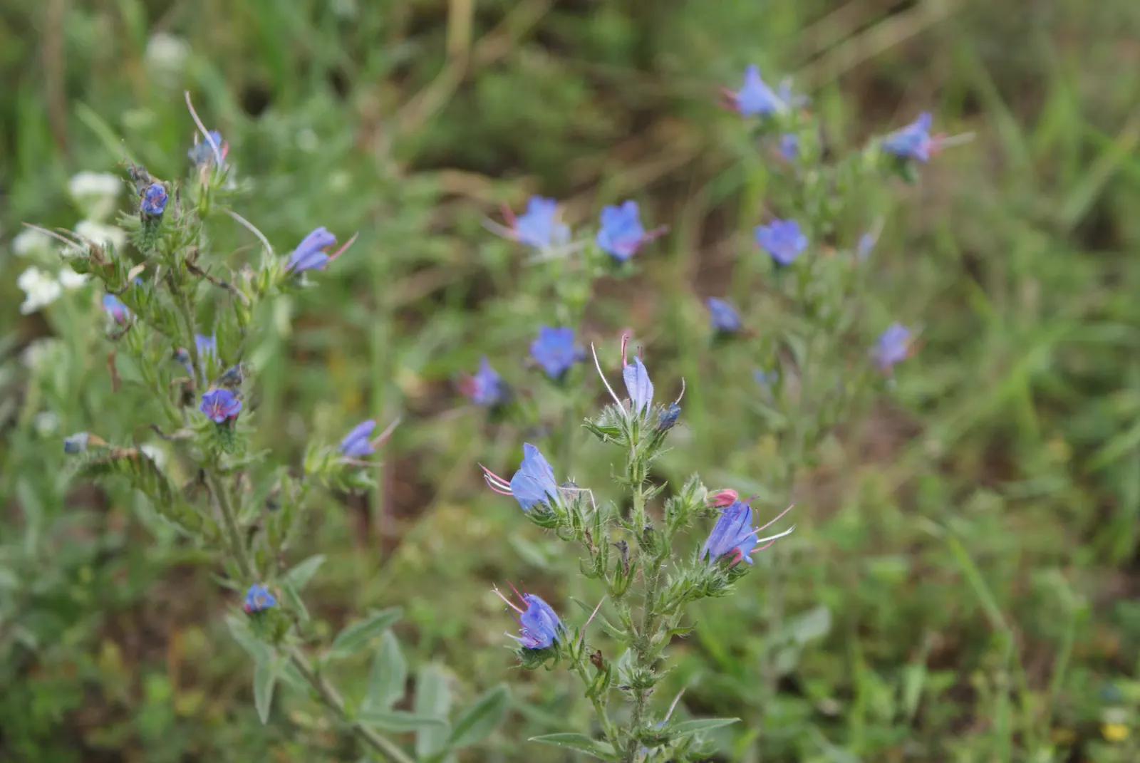 Blueweed (Echium Vulgare) — shrub for full; making it an environmentally conscious addition to their garden, image 130