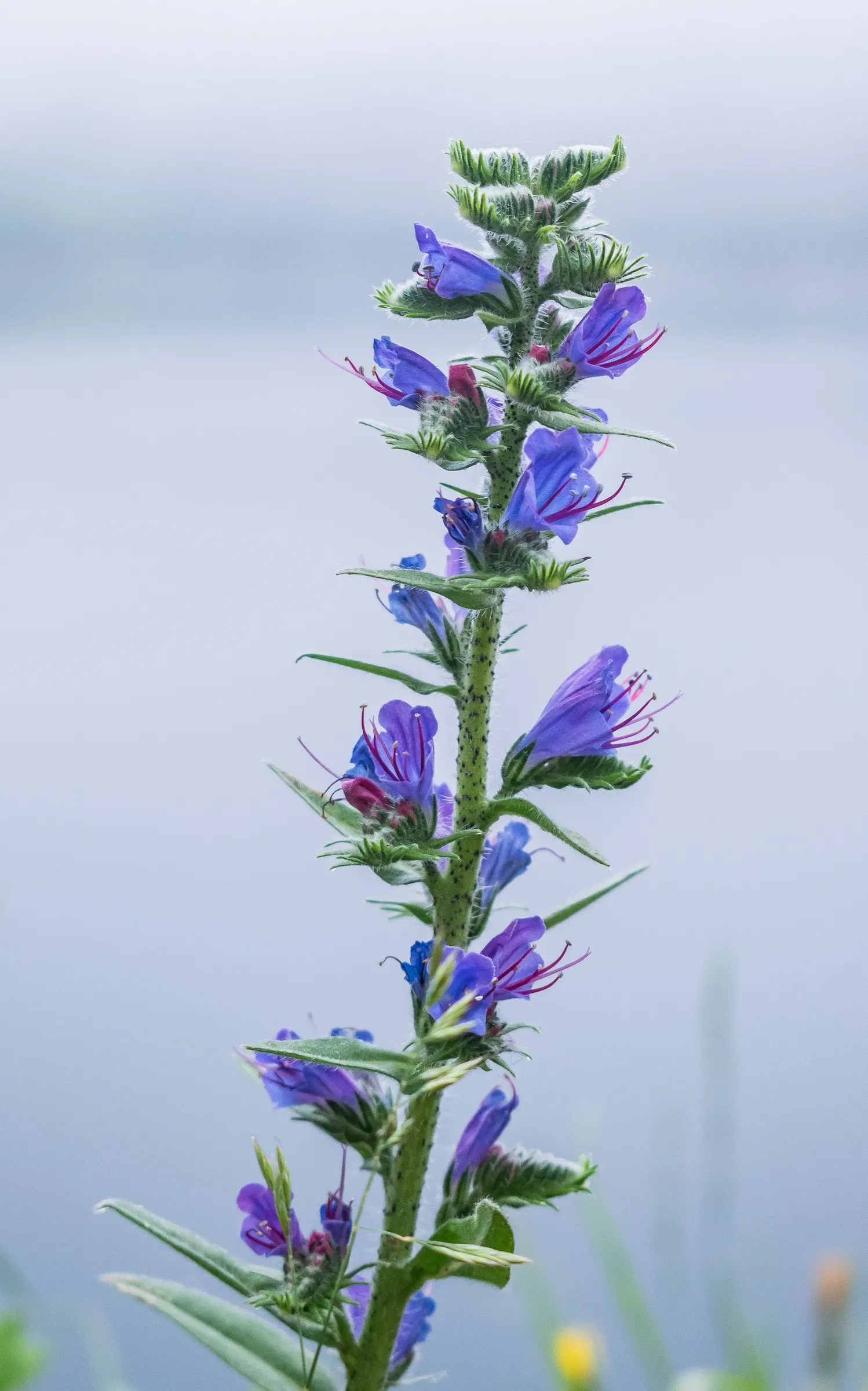 Blueweed (Echium Vulgare) — Echium vulgare is relatively low-maintenance; where its self-sowing capability ensures a recurring display year after, image 74