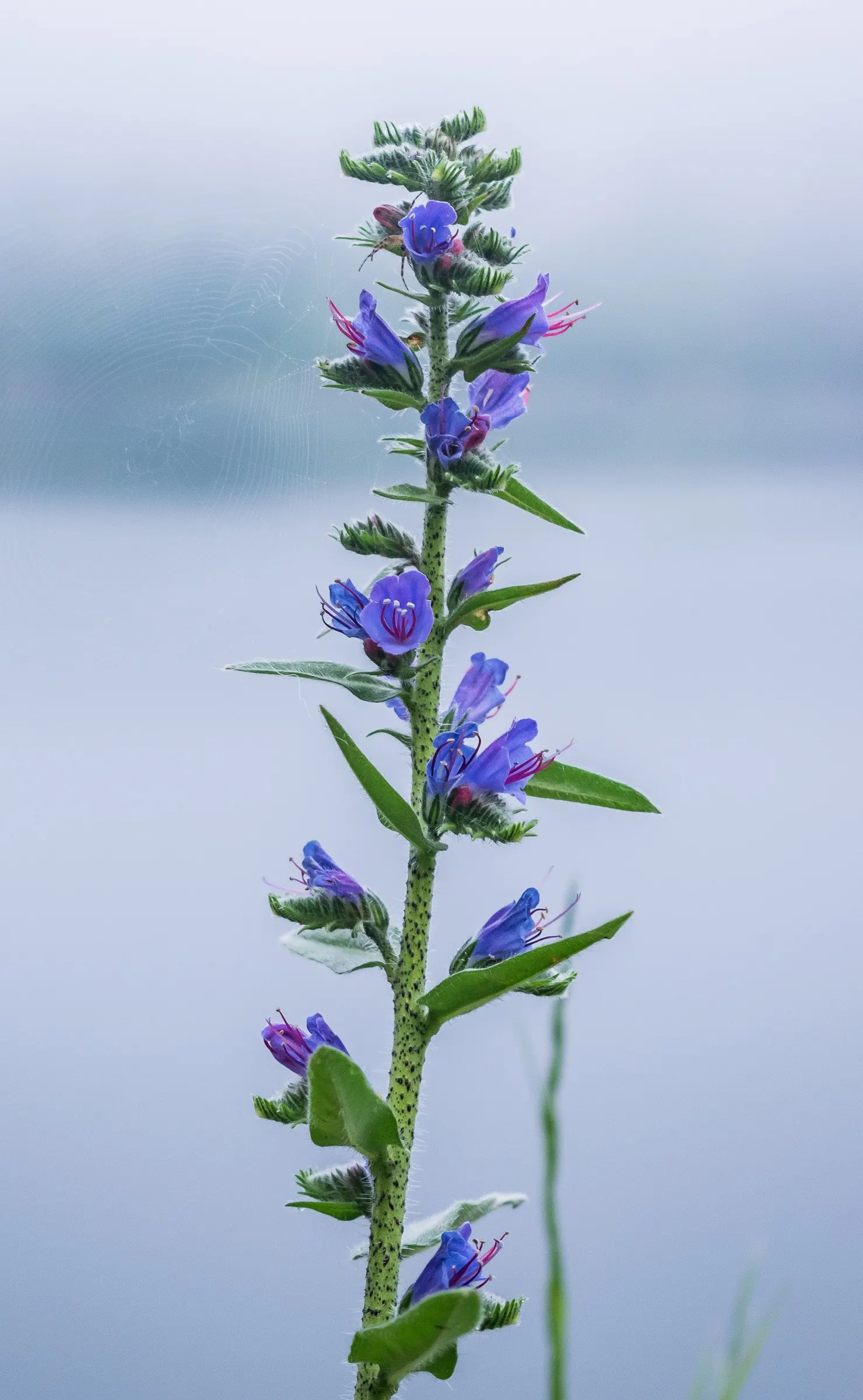Blueweed (Echium Vulgare) — Blueweed sports cylindrical flower spikes; blueweed thrives in full sun and well-drained soils, and is drought-tolerant, image 120