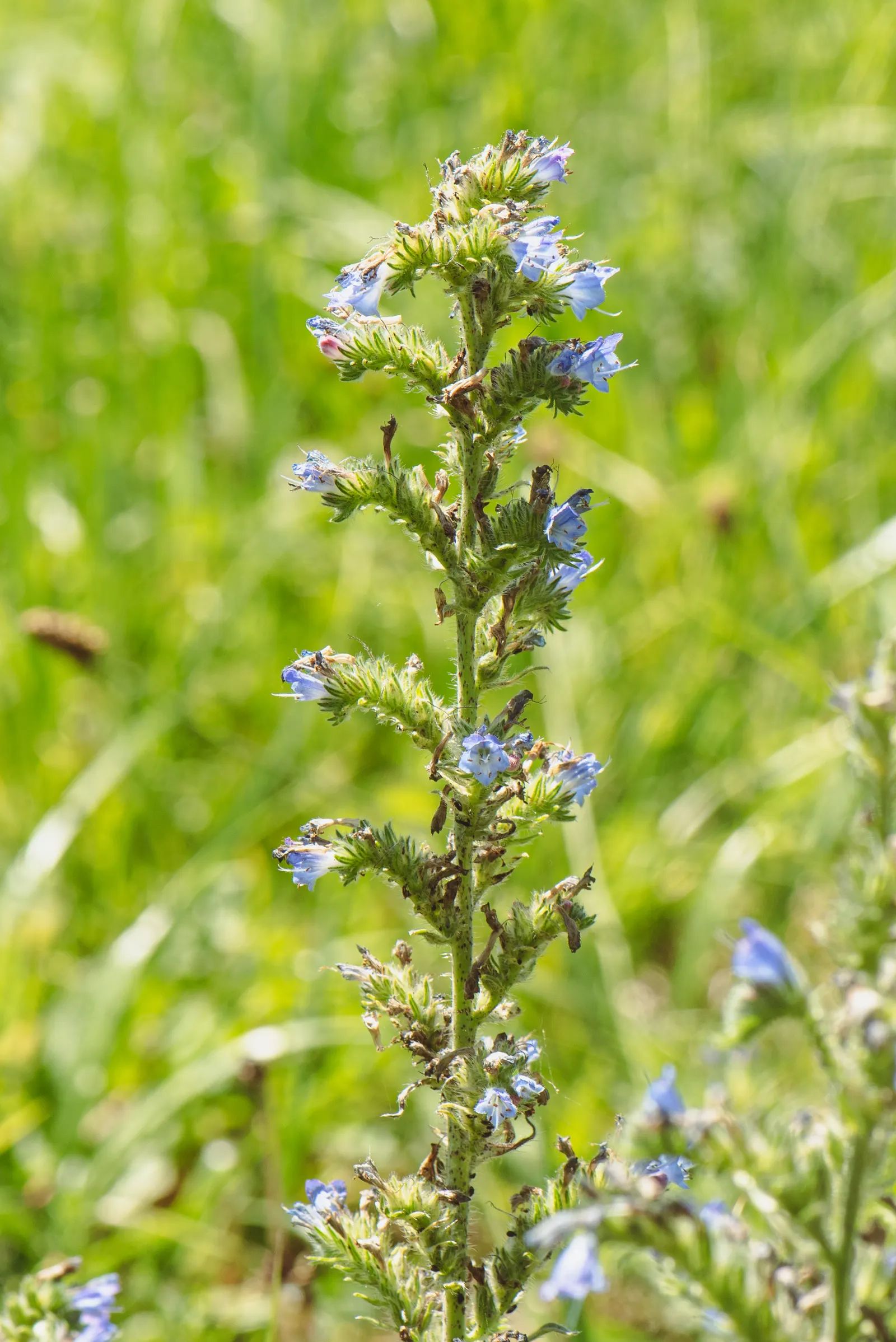 Blueweed (Echium Vulgare) — Its upright, bristly stems add texture to any garden; with a spread of roughly 1 to 2 feet at maturity, image 84